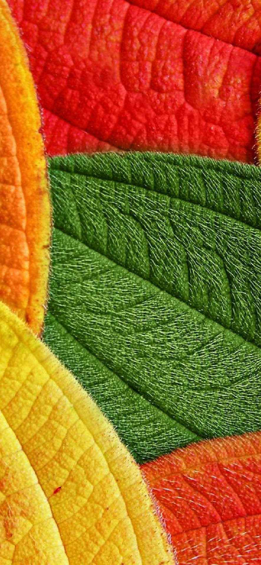 Pixel 5 Vibrant Leaves Pattern Background