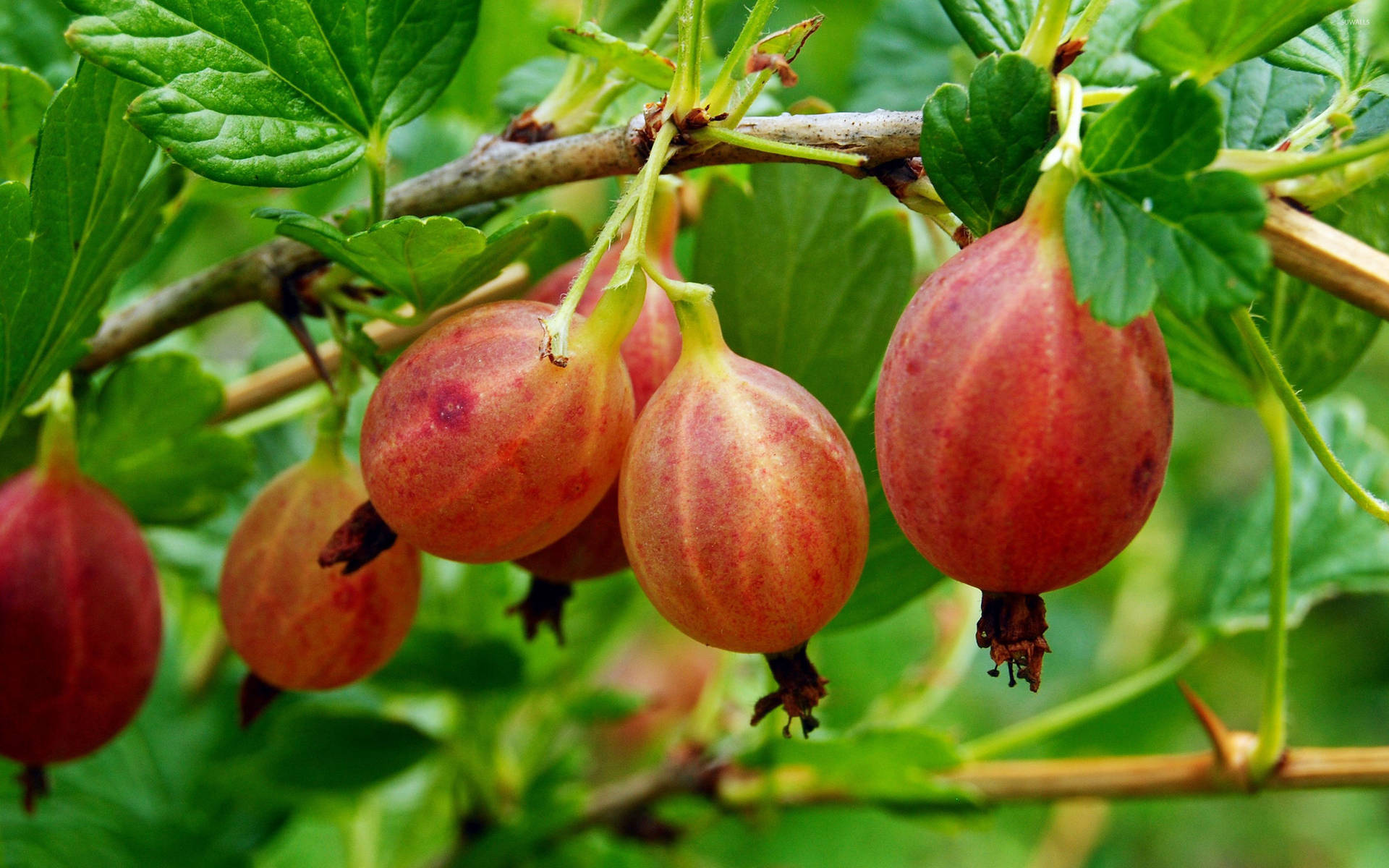 Pixwell Gooseberry Fruit Background