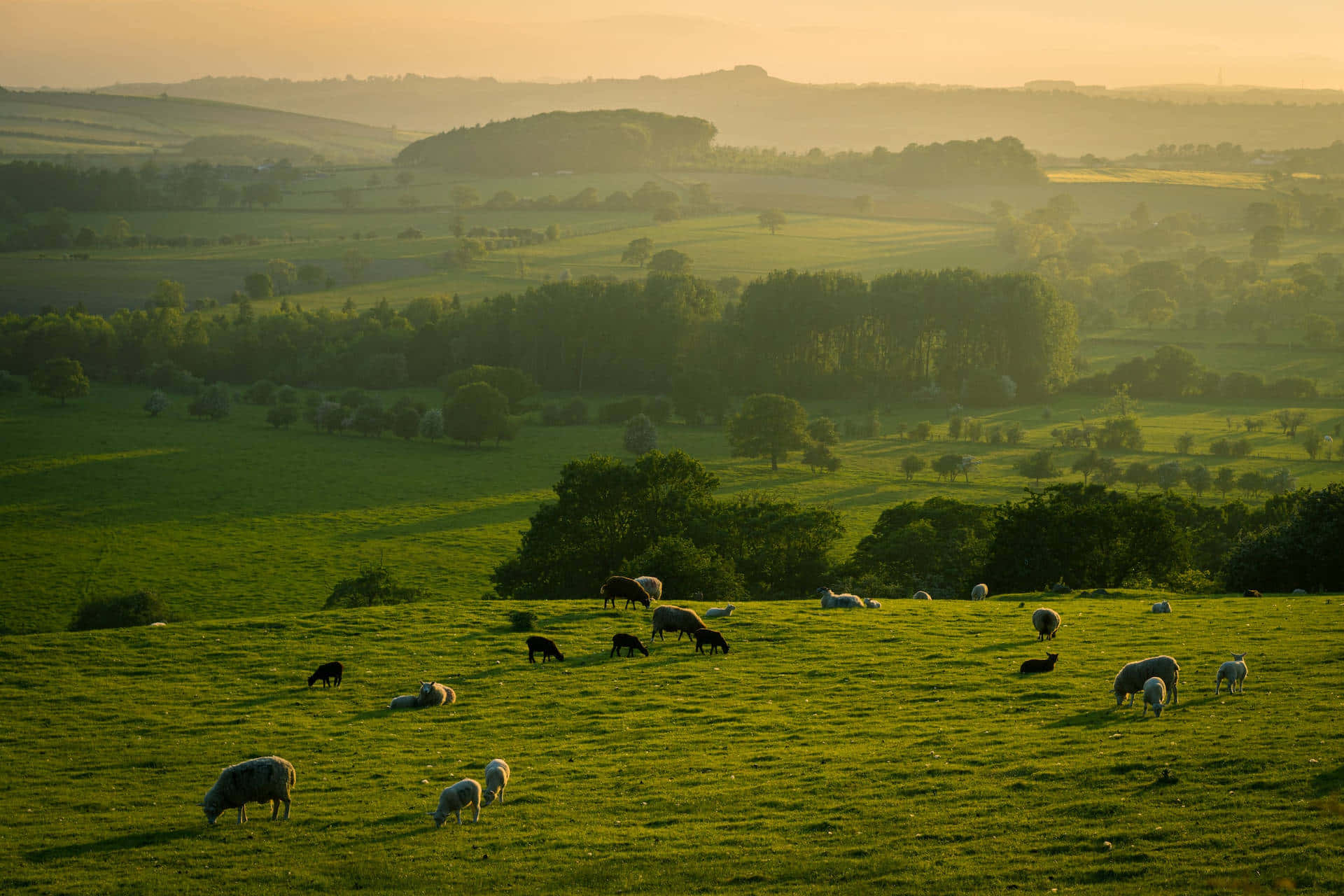 Placid Farm In Yorkshire Dales