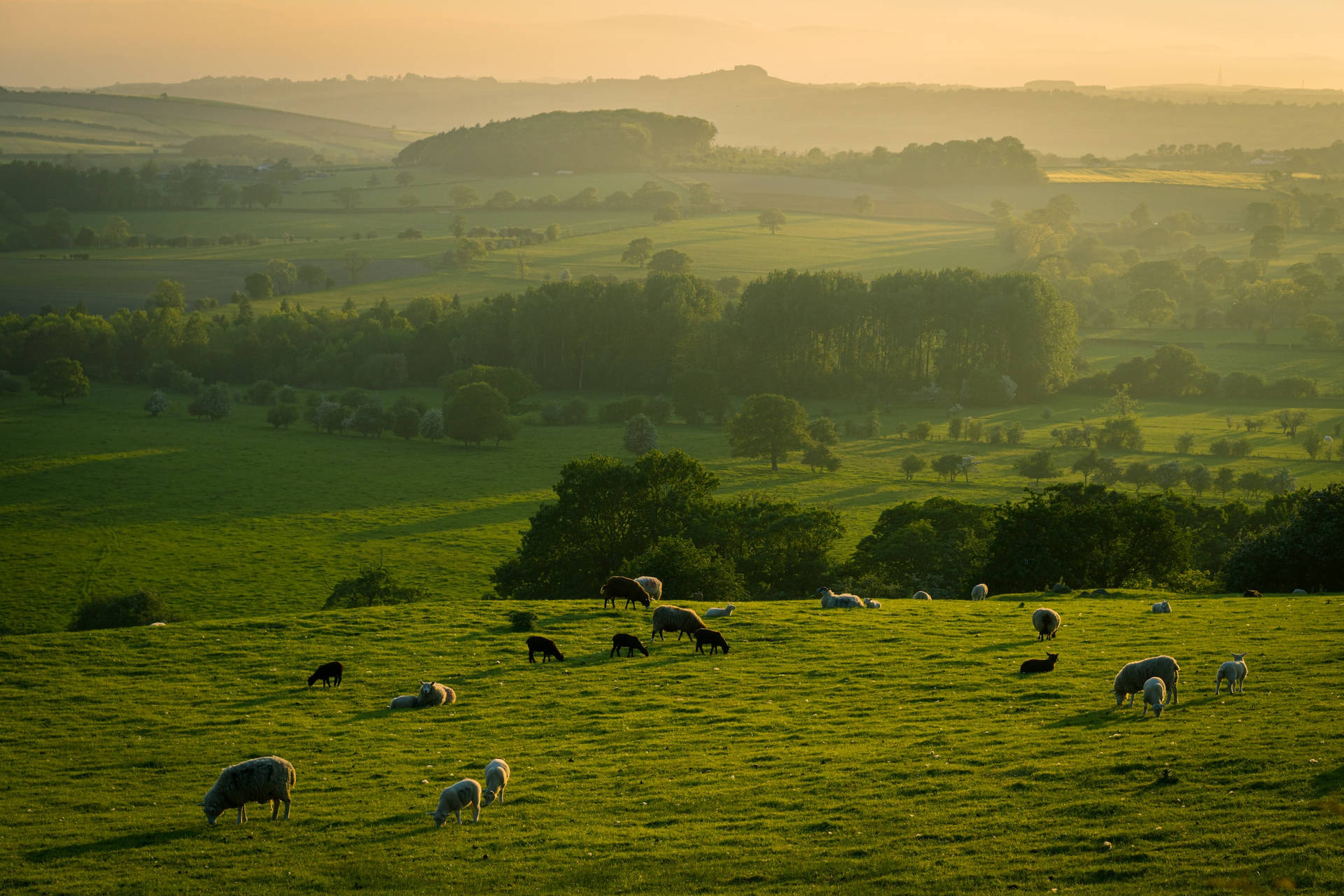 Placid Sheep Herd In Farm Eating Grasses Background