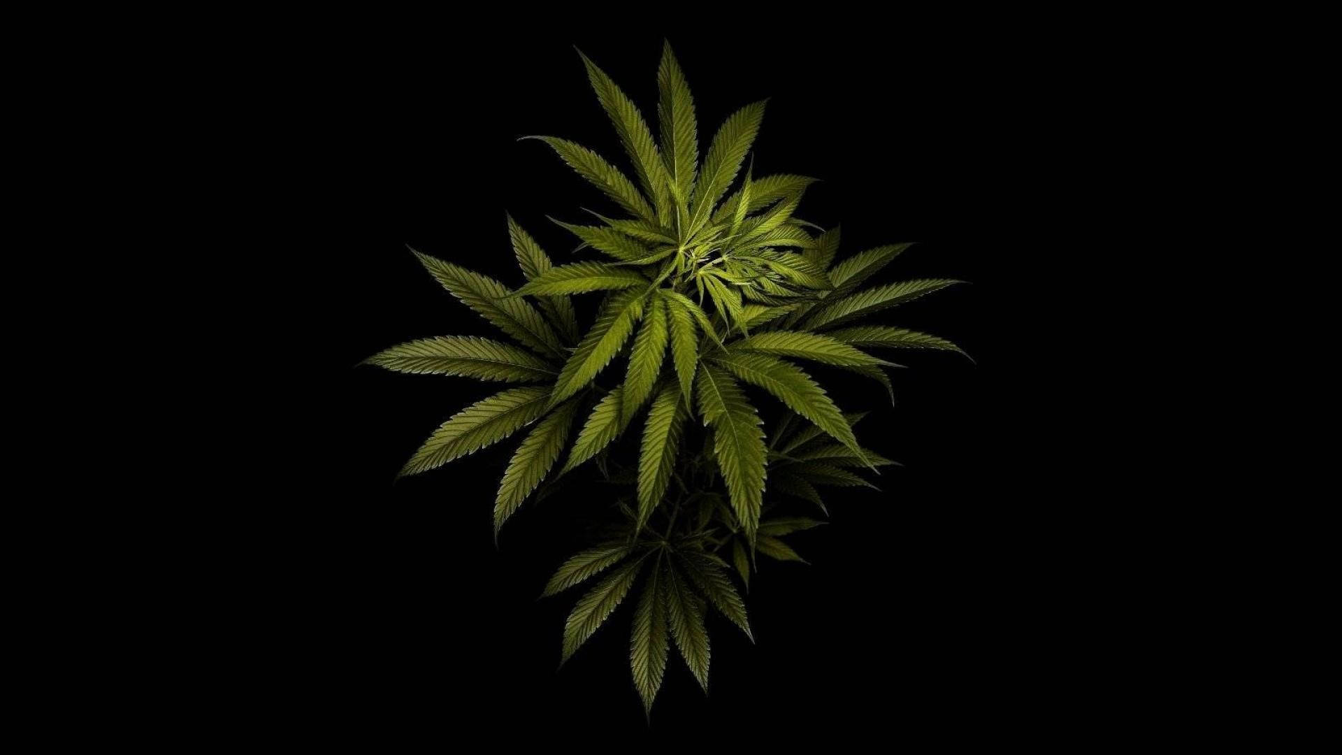 Plain Cannabis On Black Background
