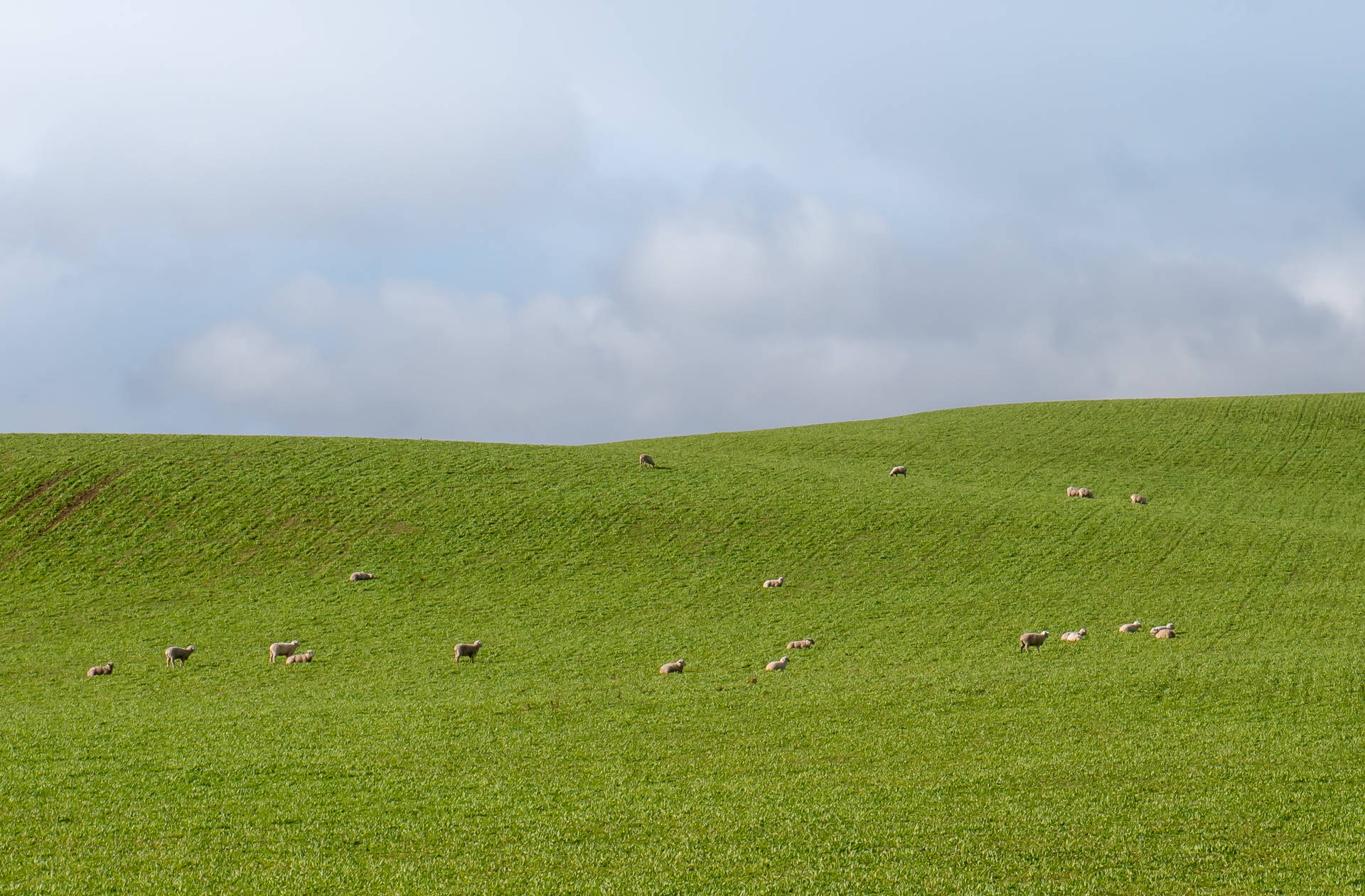 Plain Green Meadow Field Background