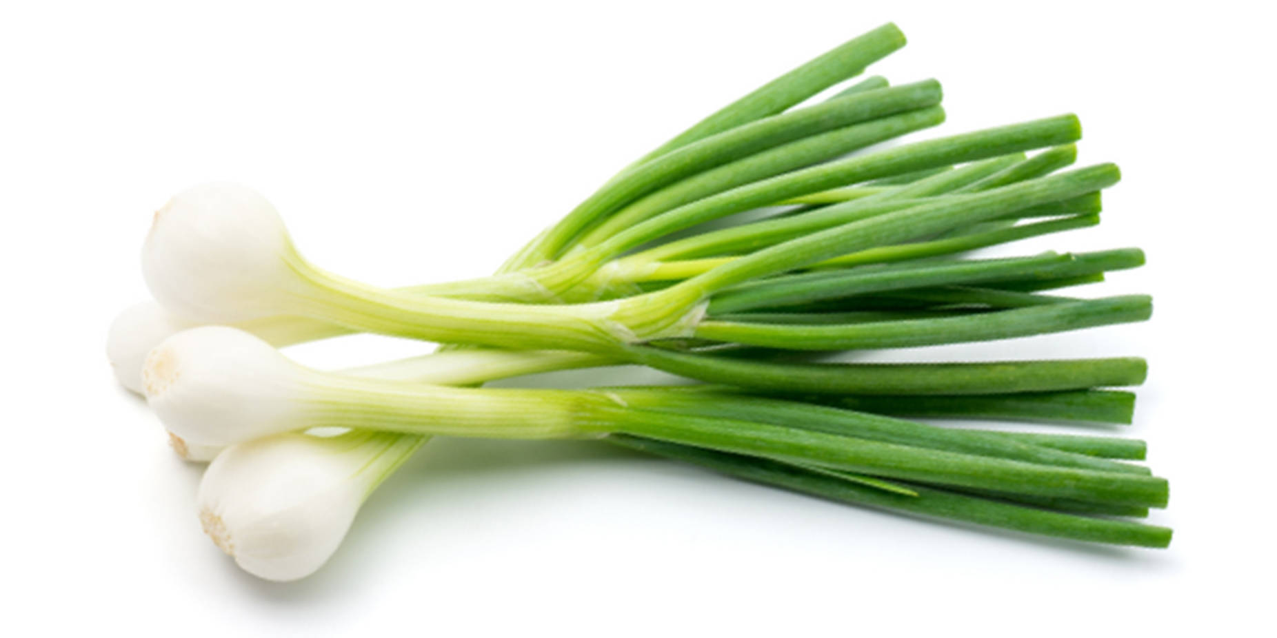 Plain Green Onion Display Background