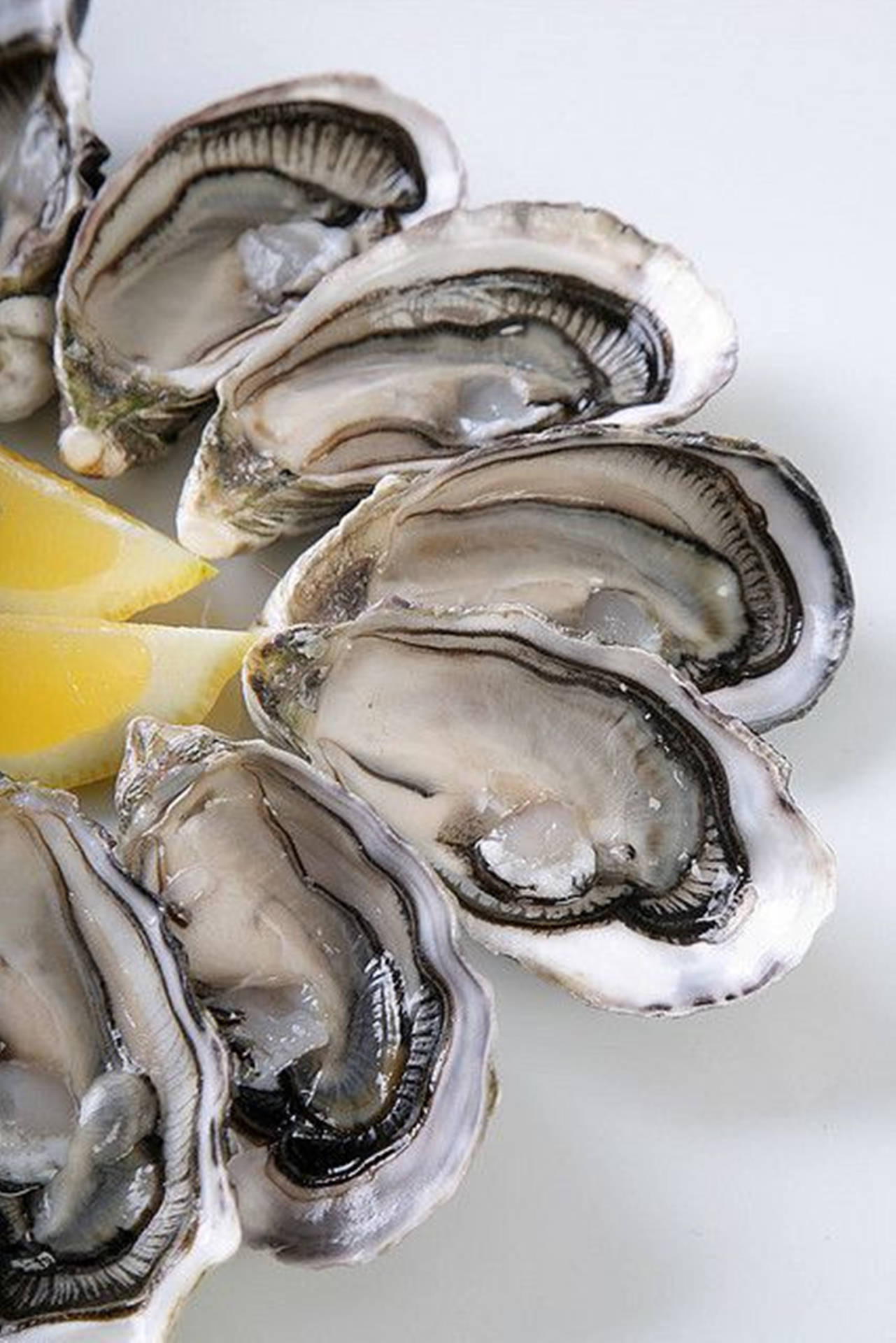 Plain Oyster Dish With Lemon Background