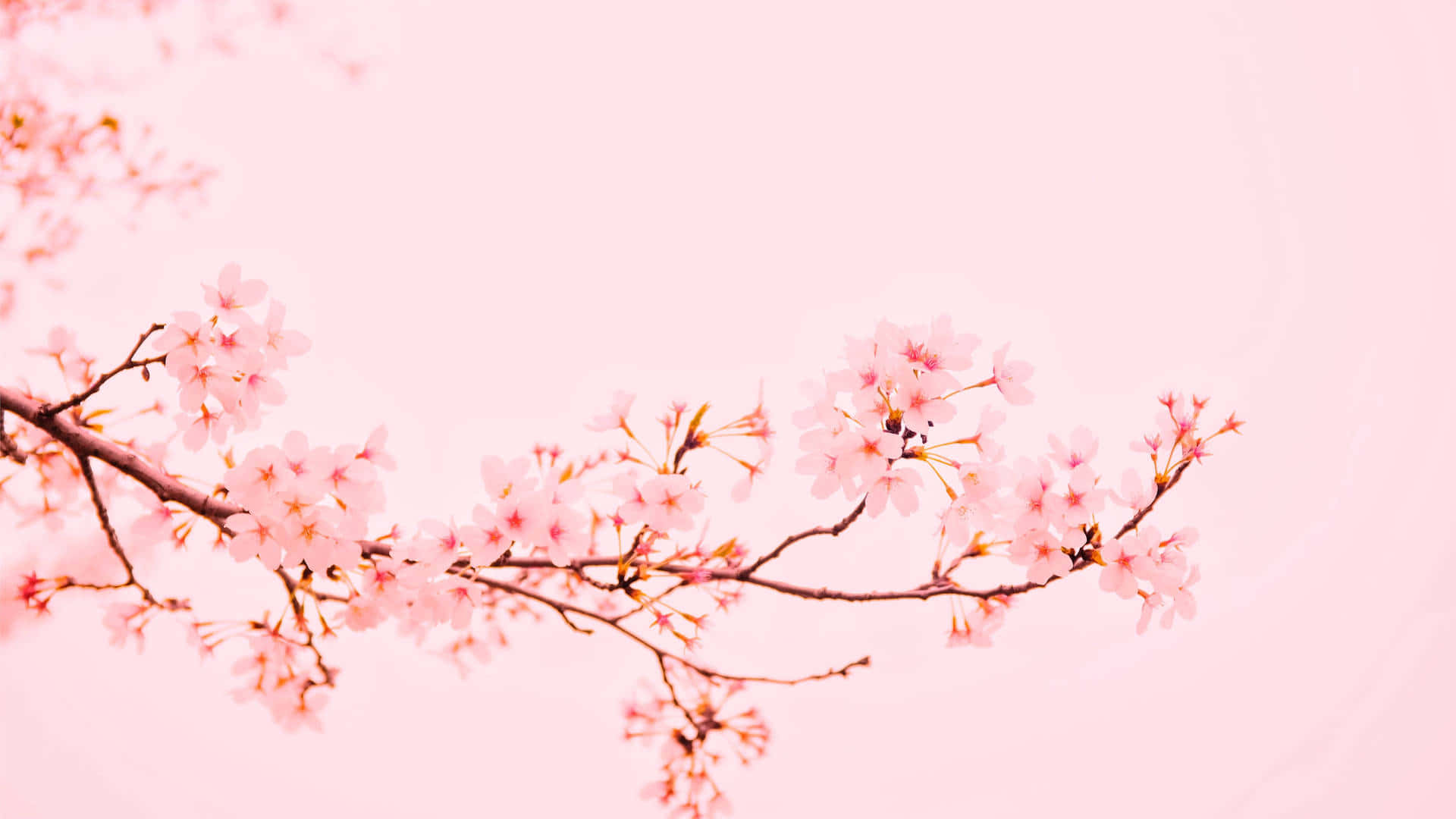 Plain Pink Flower Branch Desktop Background