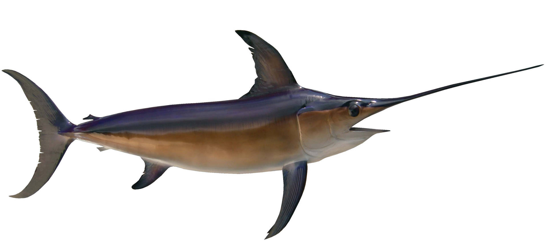 Plain Silver Swordfish 3d Model