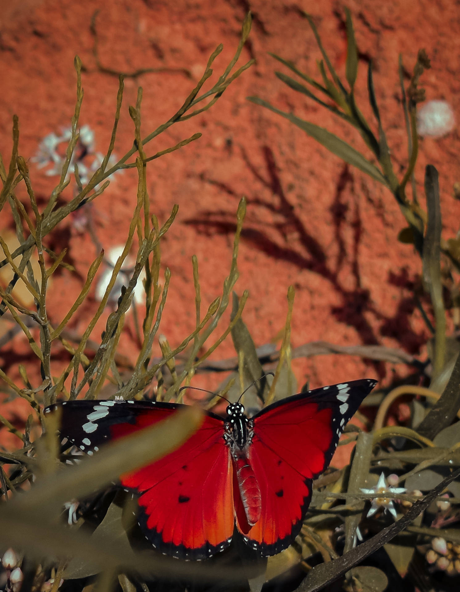 Plain Tiger Aesthetic Butterfly Background