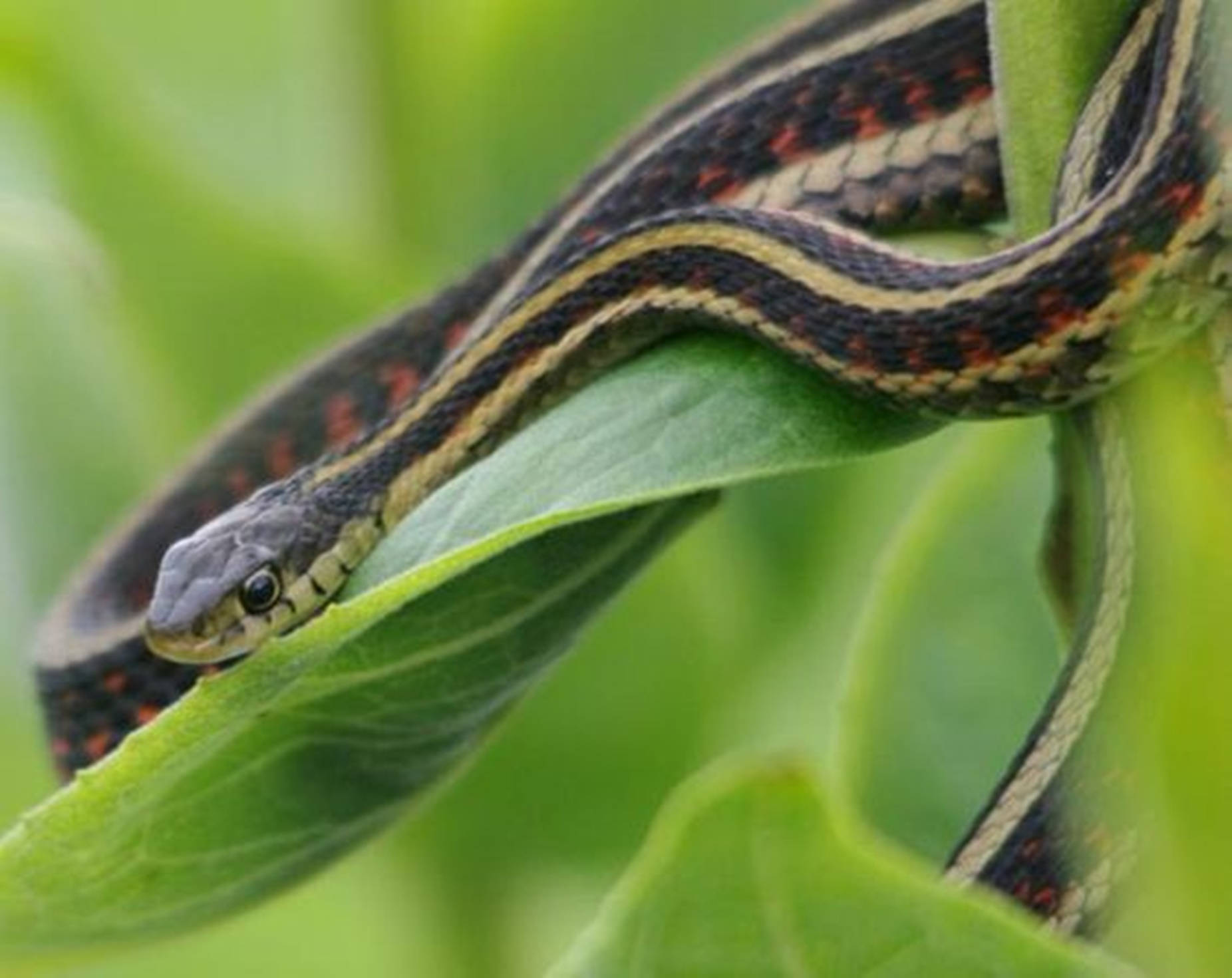 Plains Garter Snake Background