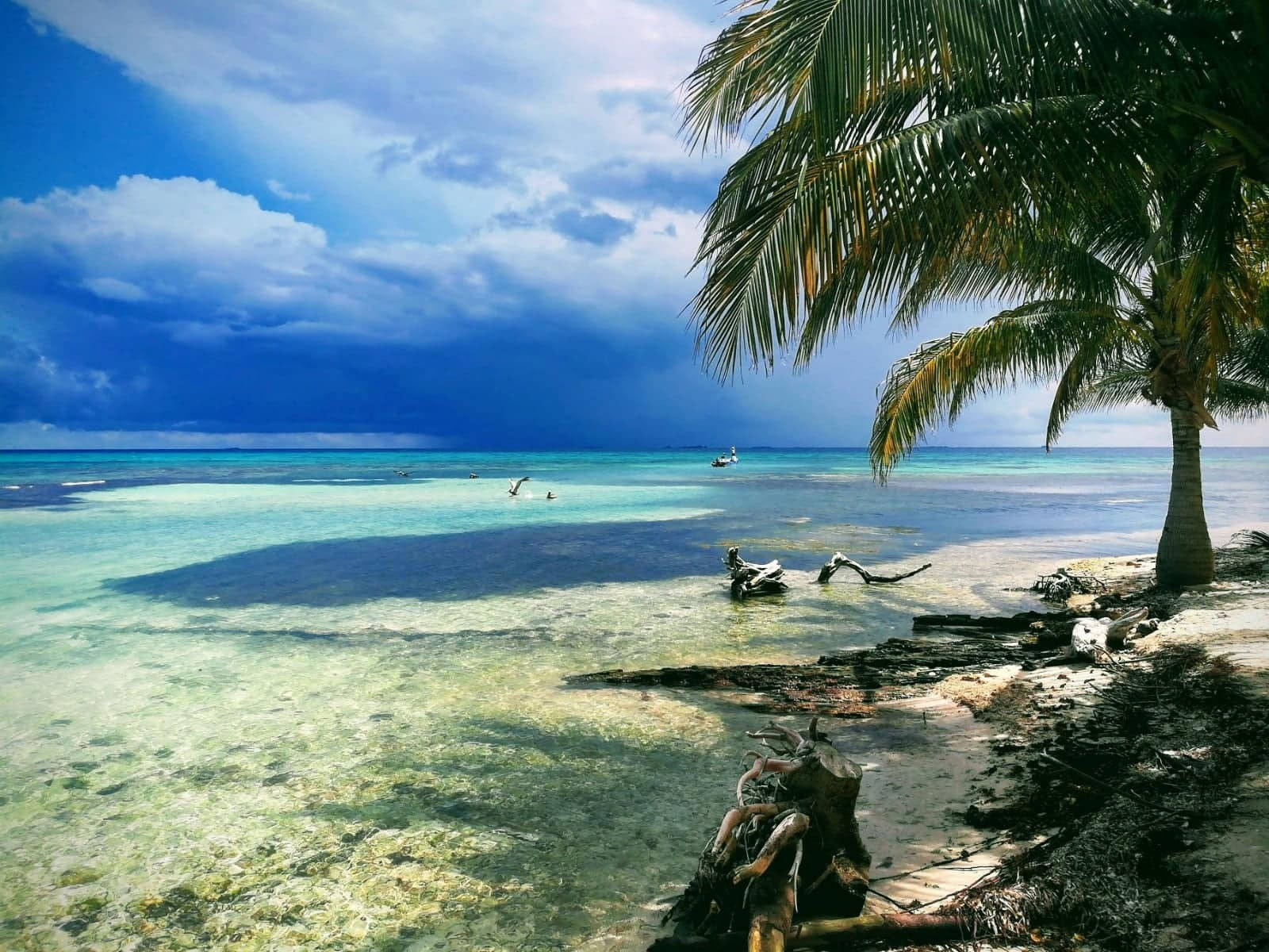 Plam Trees By Tuvali Beach Background