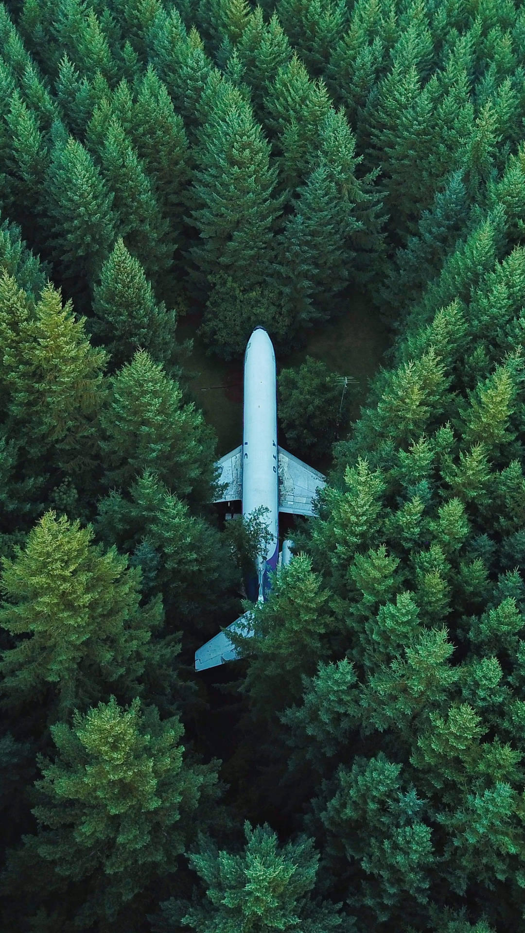 Plane In The Forest 2160x3840