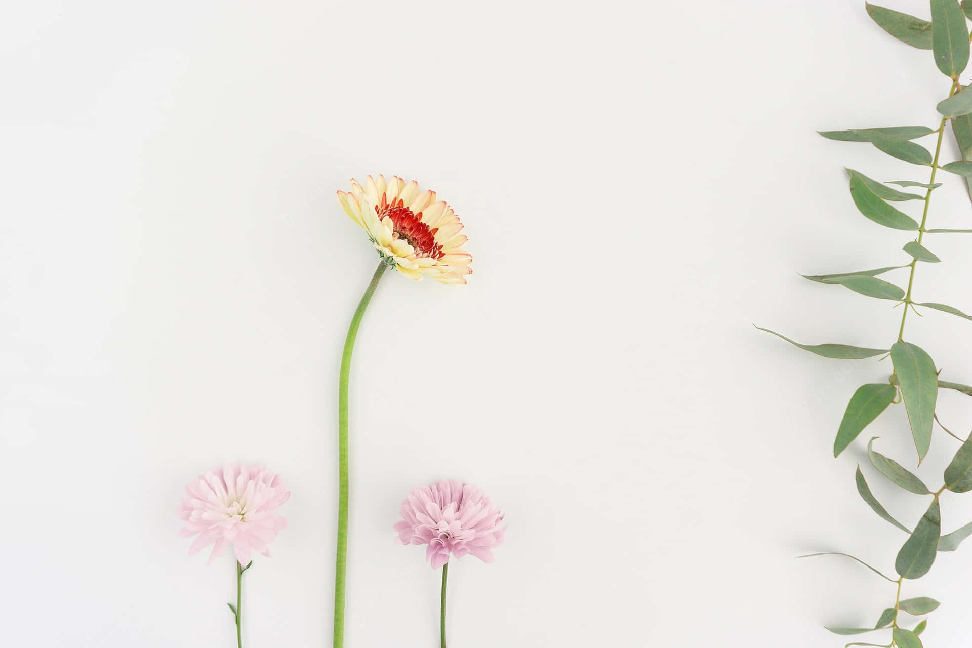 Plant Aesthetic Laptop [wallpaper] Background