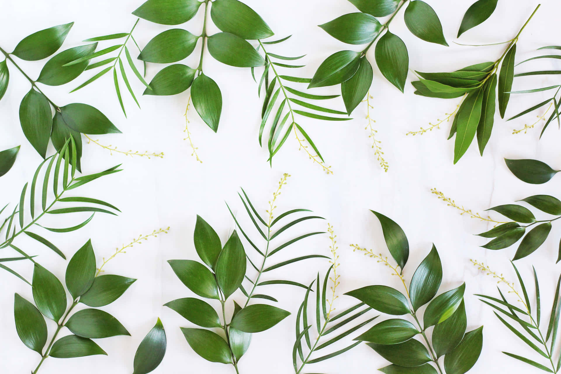 Plant Aesthetic Laptop [wallpaper] Background