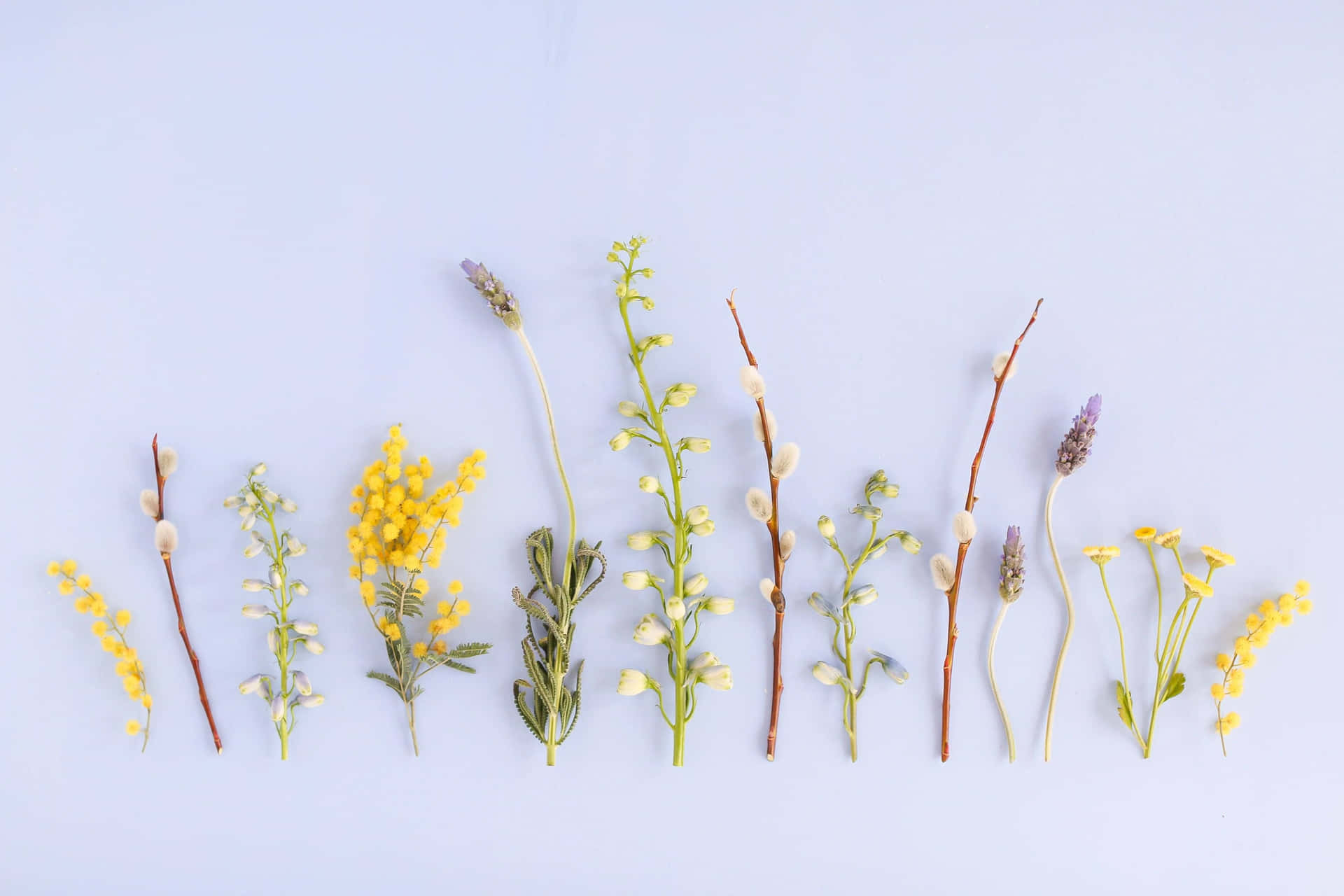 Plant Aesthetic Laptop [wallpaper] Background