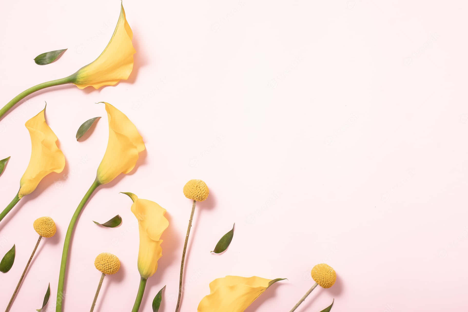 Plant Aesthetic Laptop [wallpaper] Background