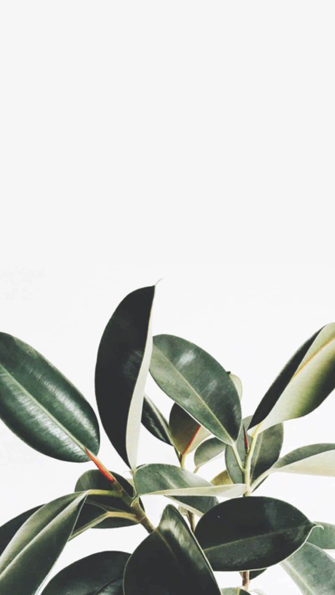 Plant Aesthetic Phone - Nature In Your Pocket Background