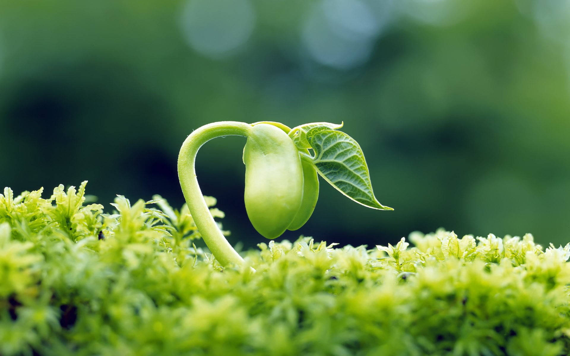 Plant Beginning Background