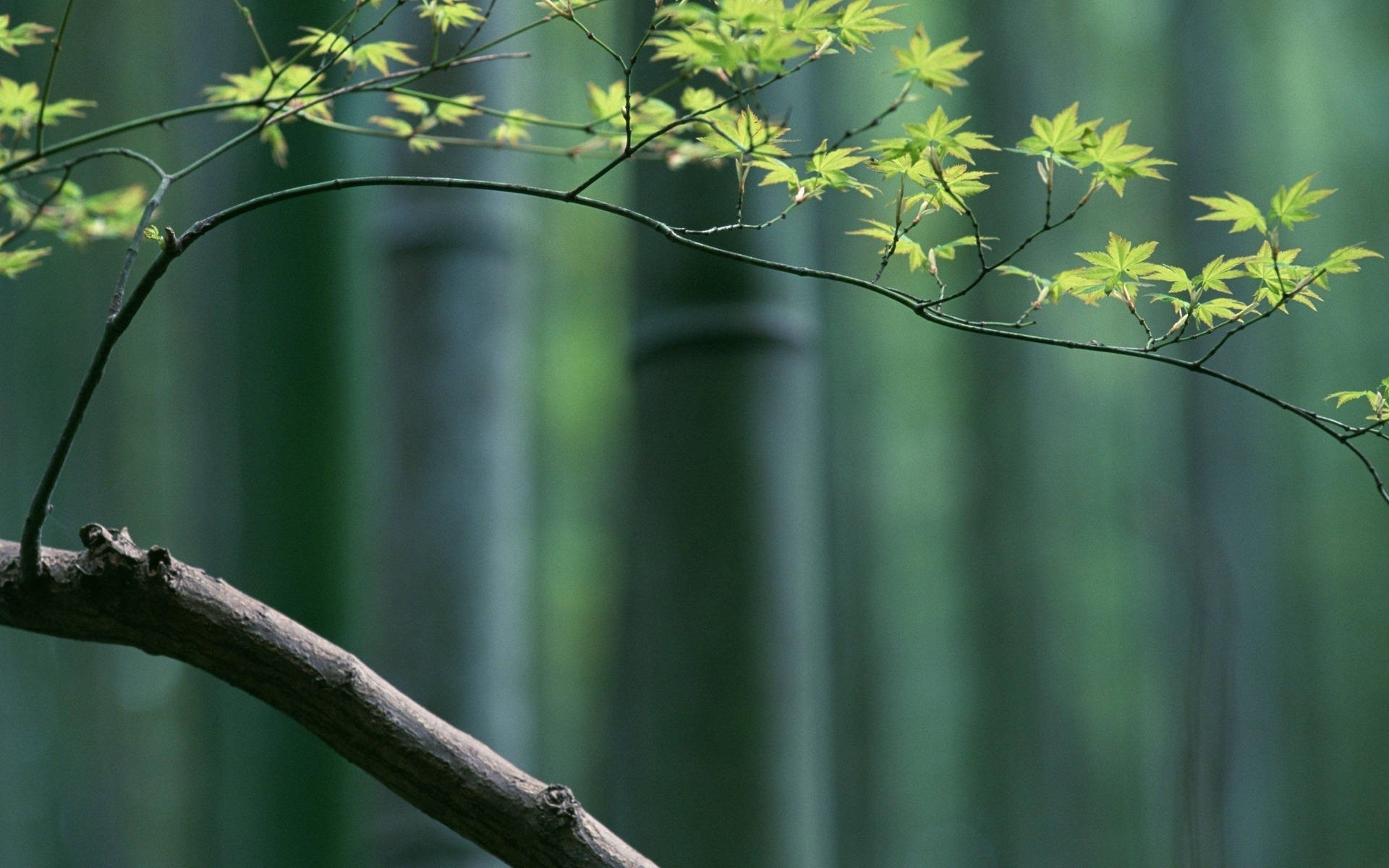 Plant In Bamboo Forest Background