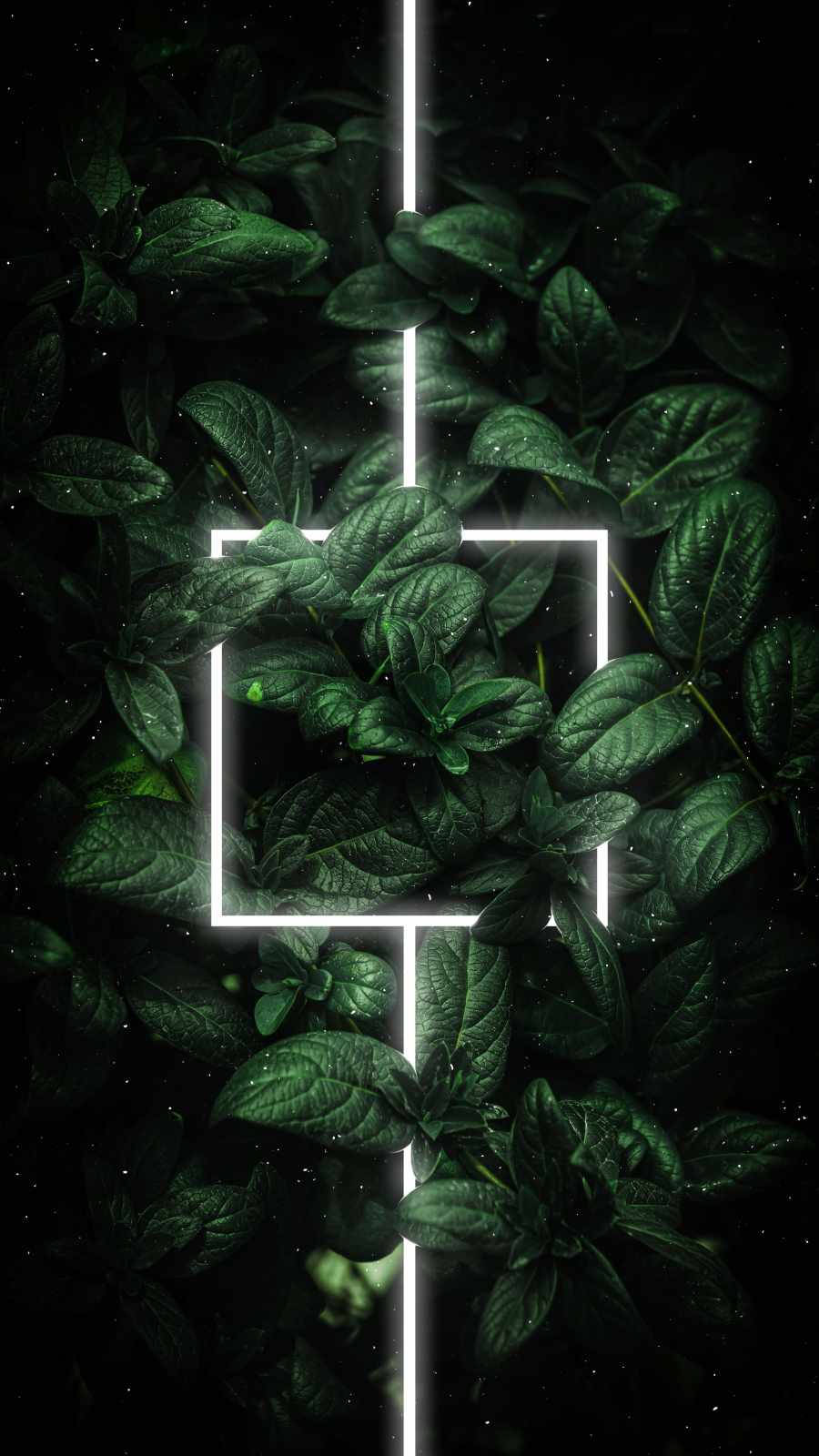 Plant Leaves With White Frame Iphone Background