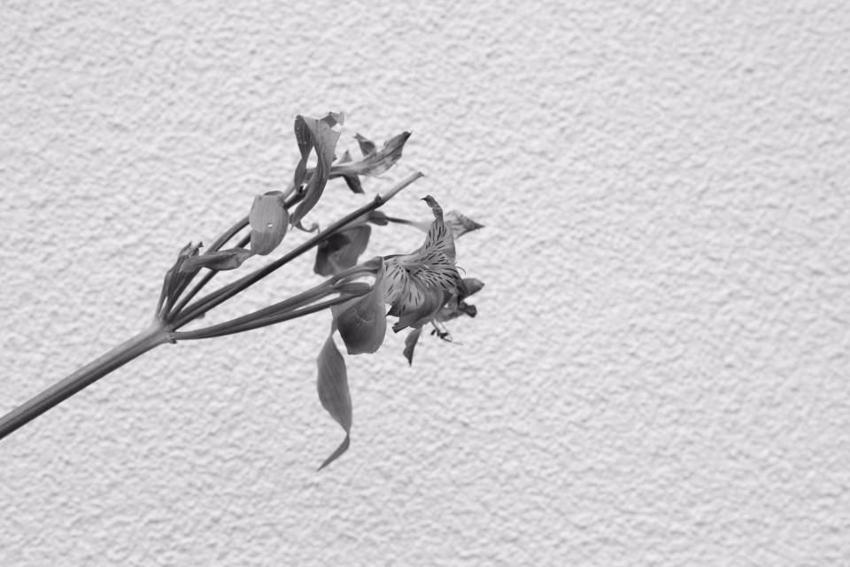 Plant On Off White Wall Background