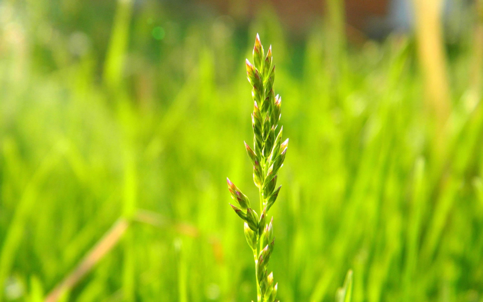 Plant Stalk On Grass Background