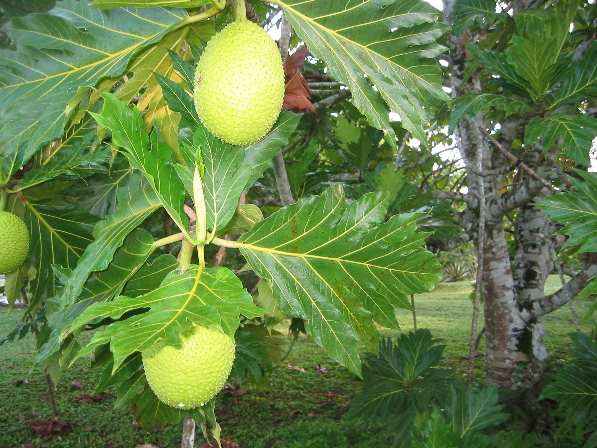 Plant Three Breadfruit Background