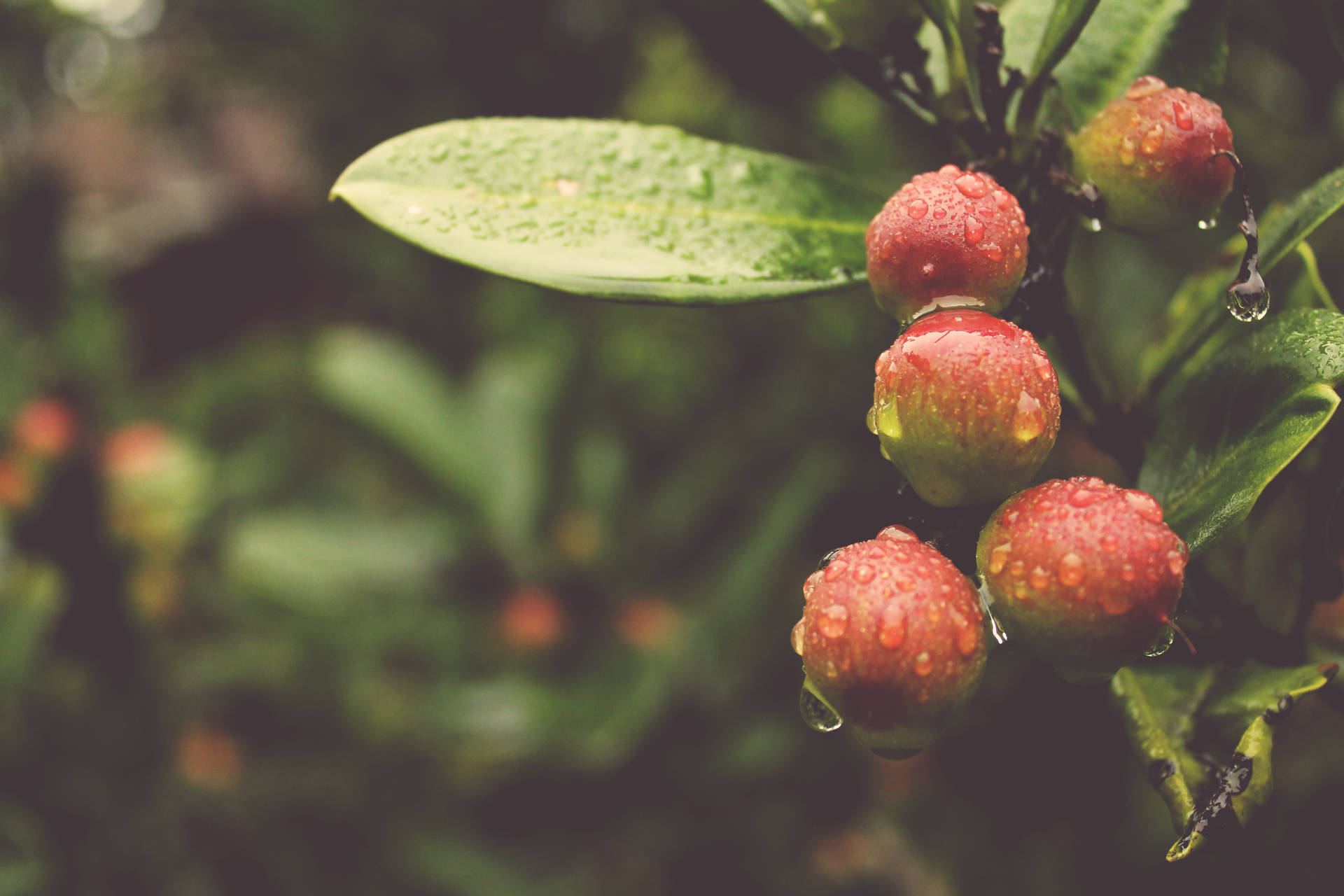 Plant Water Droplets