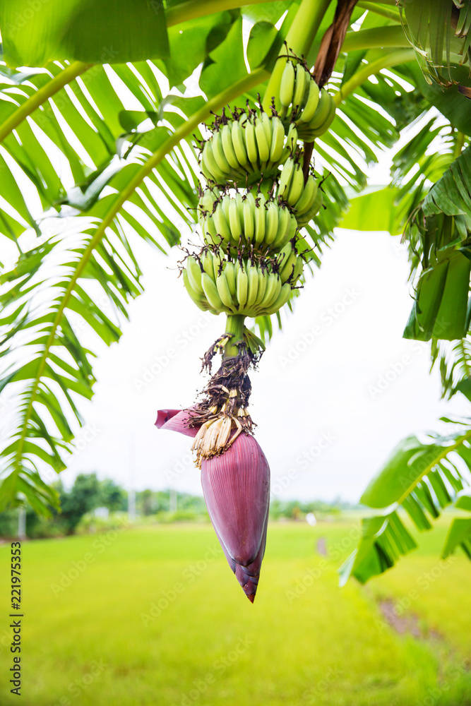 Plantain Blossom Flower Background