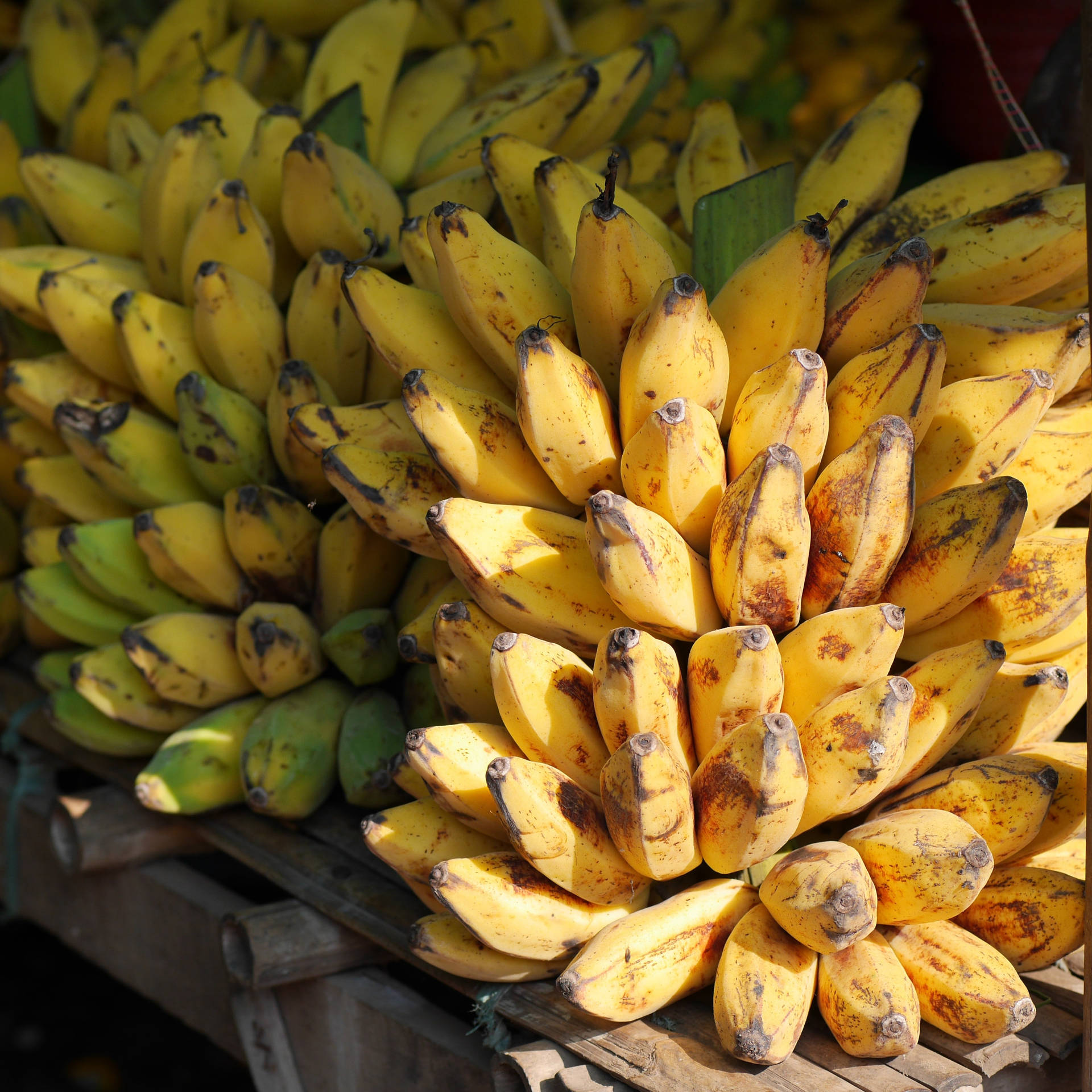 Plantain Clusters Sunlight Background