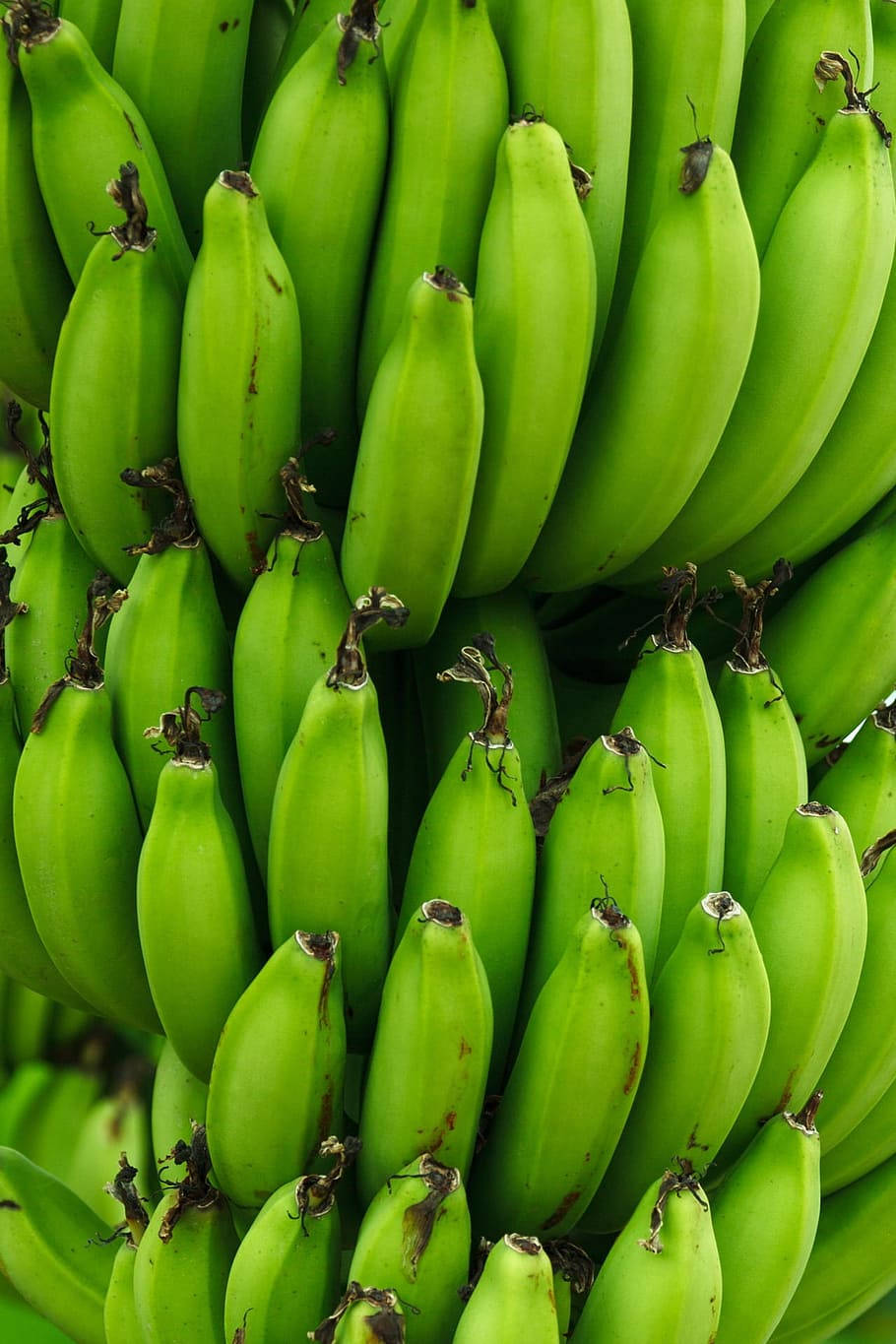 Plantain Green Photography Background