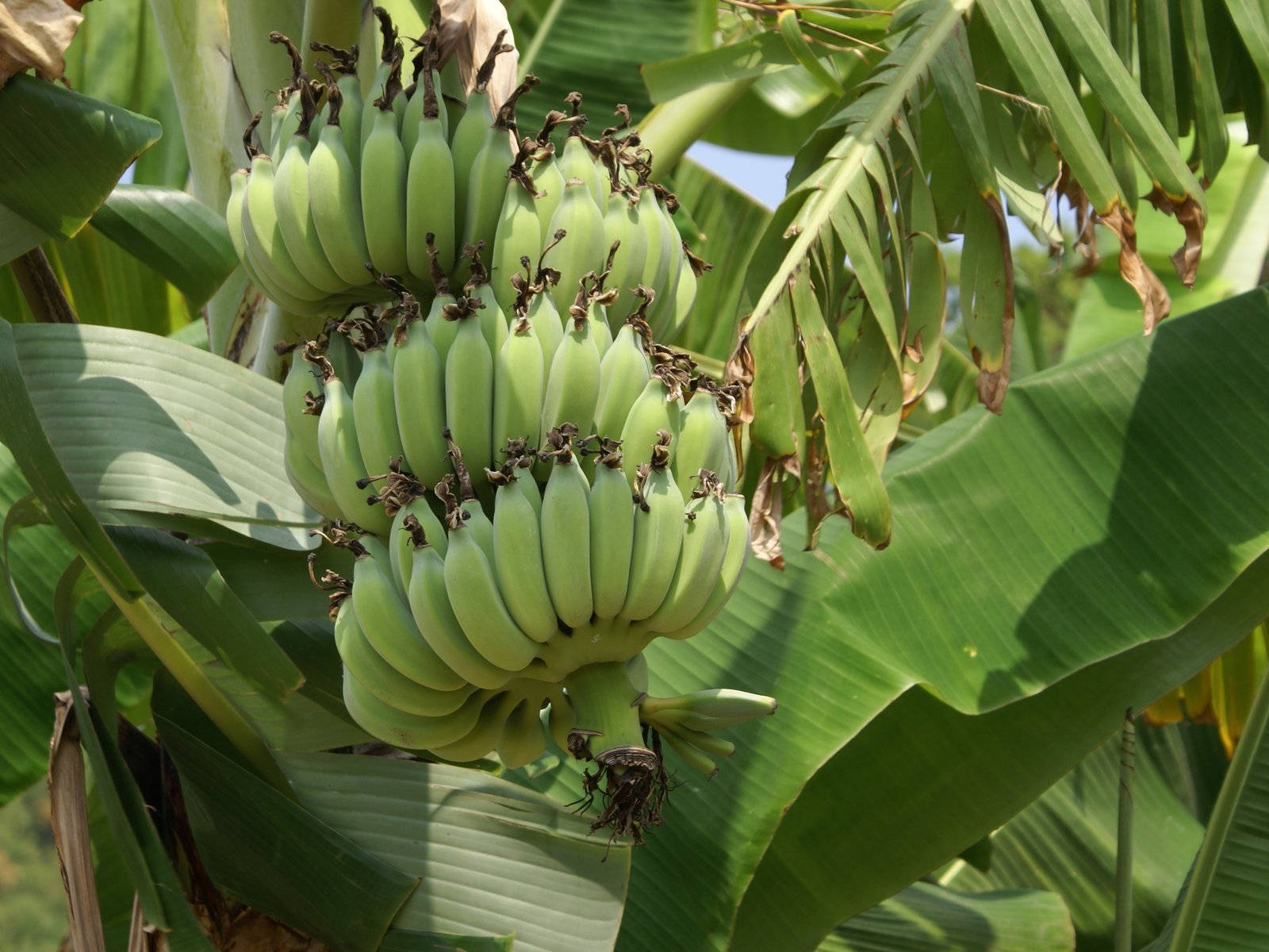 Plantain Herb Sunlight