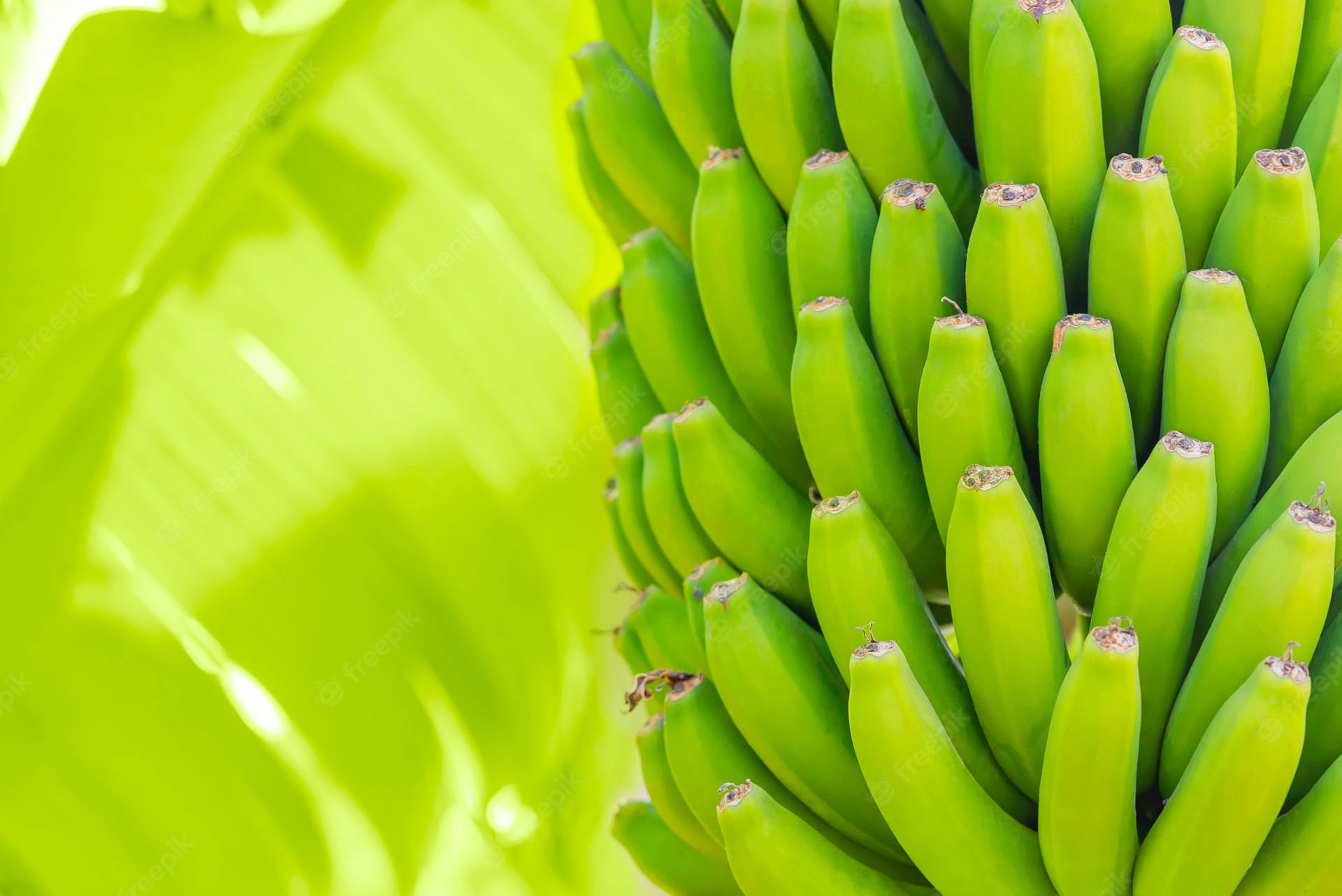 Plantain Light Green Background