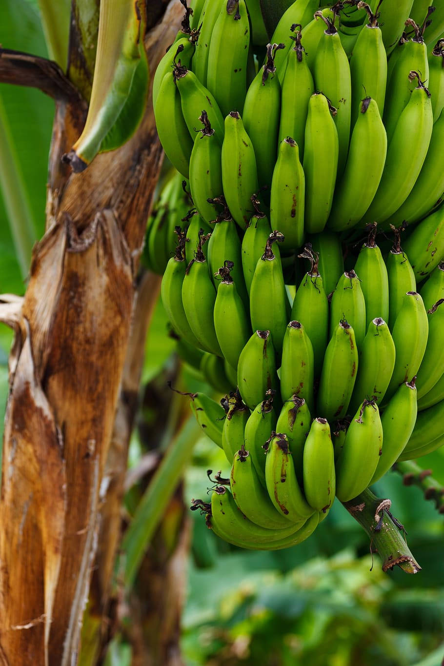 Plantain Lush Green Background