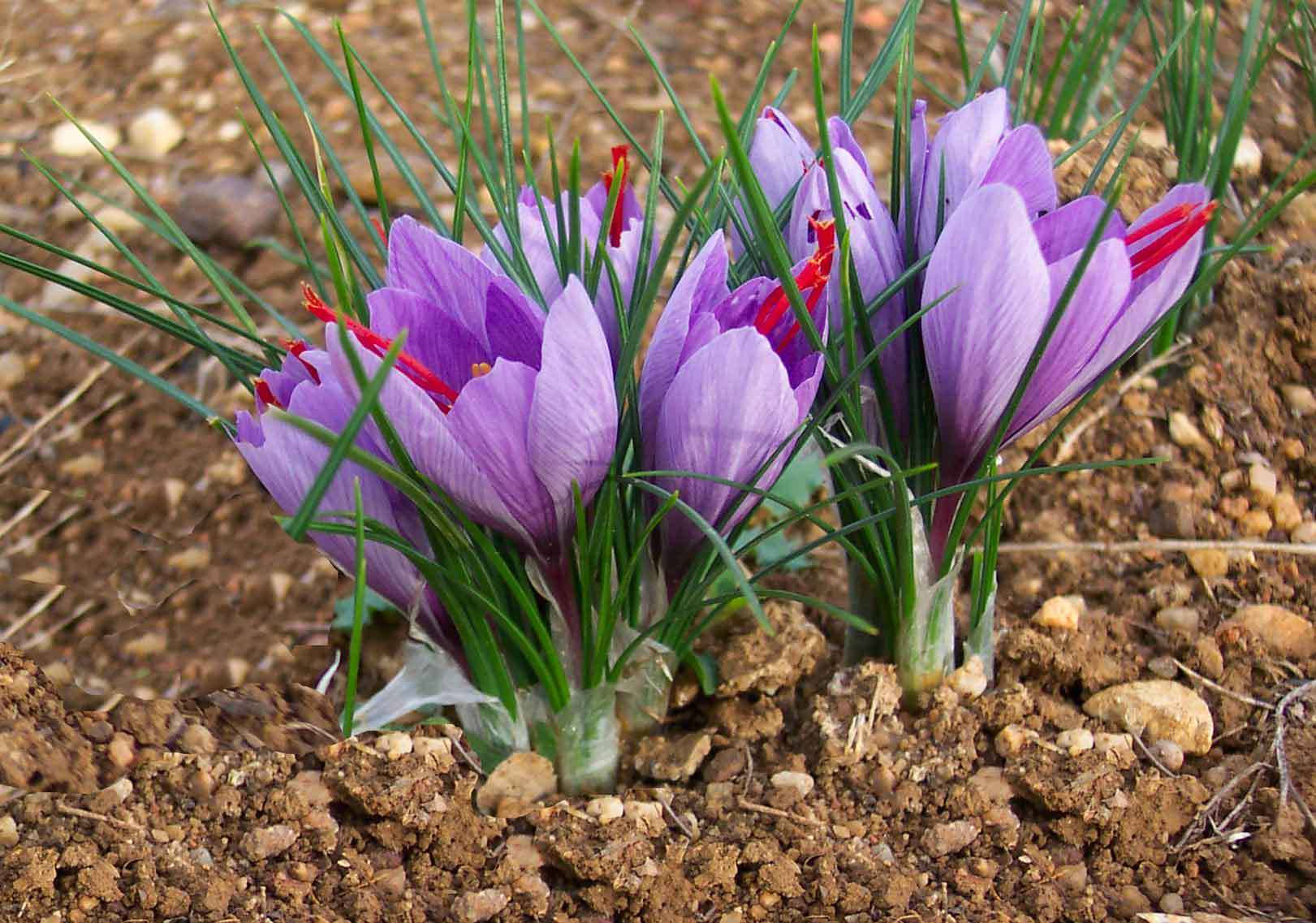 Planted Saffron Crocus Background