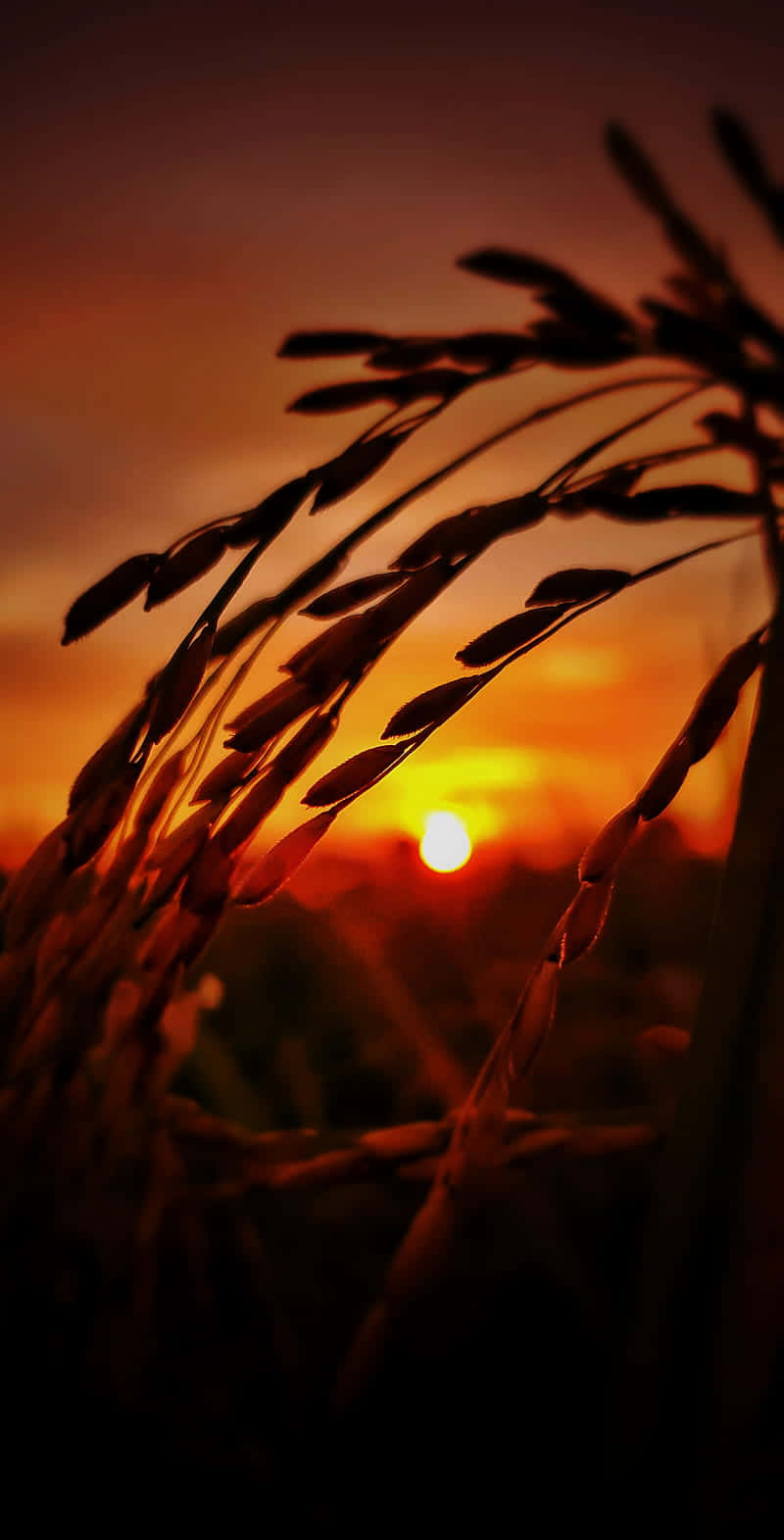 Planting A Future In Farming Background
