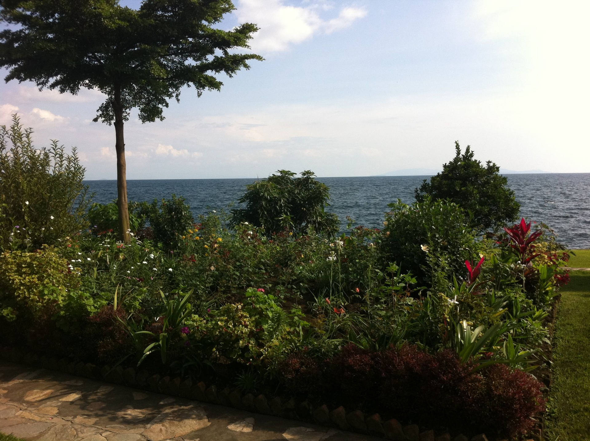 Plants And Sky In Congo