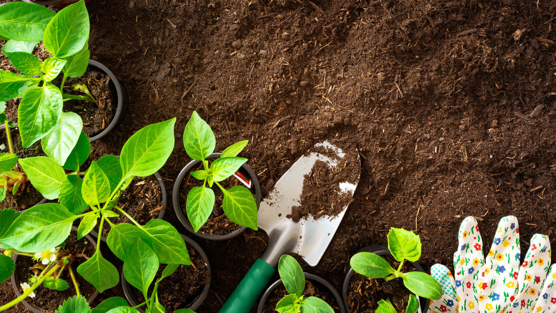 Plants And Soil Gardening Background