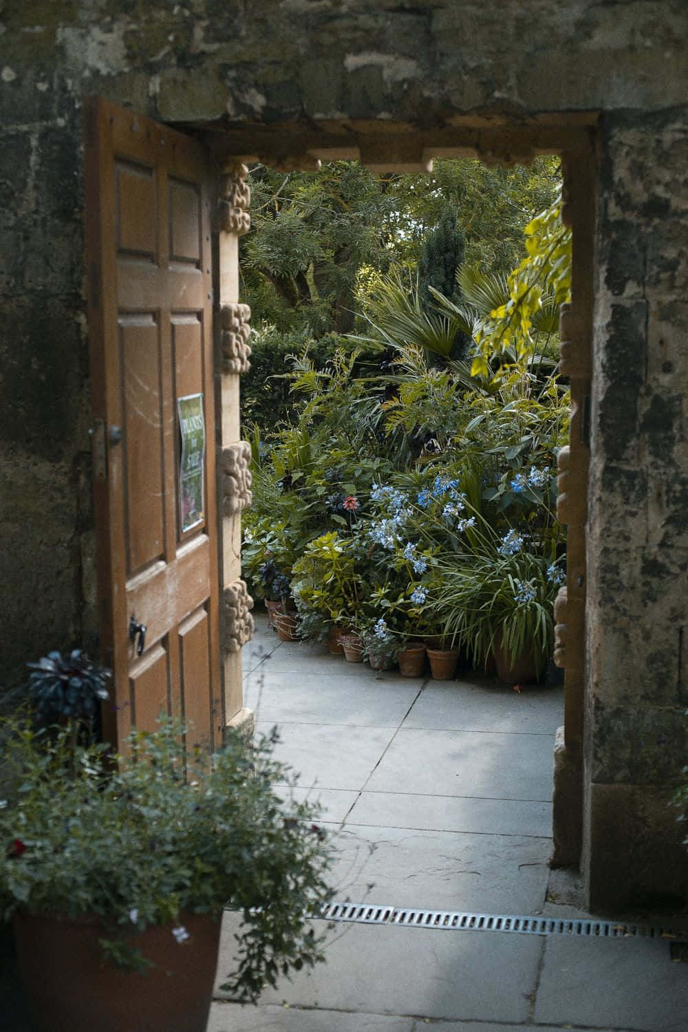 Plants Around Open Door