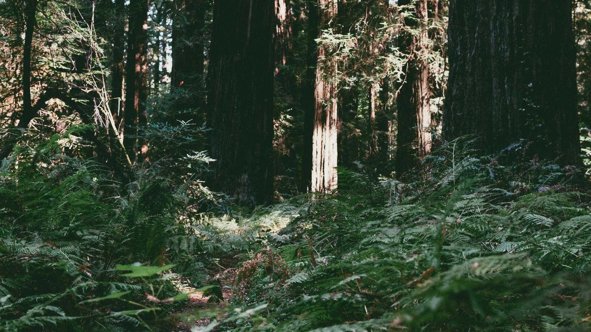 Plants Filled The Redwood Forest Background
