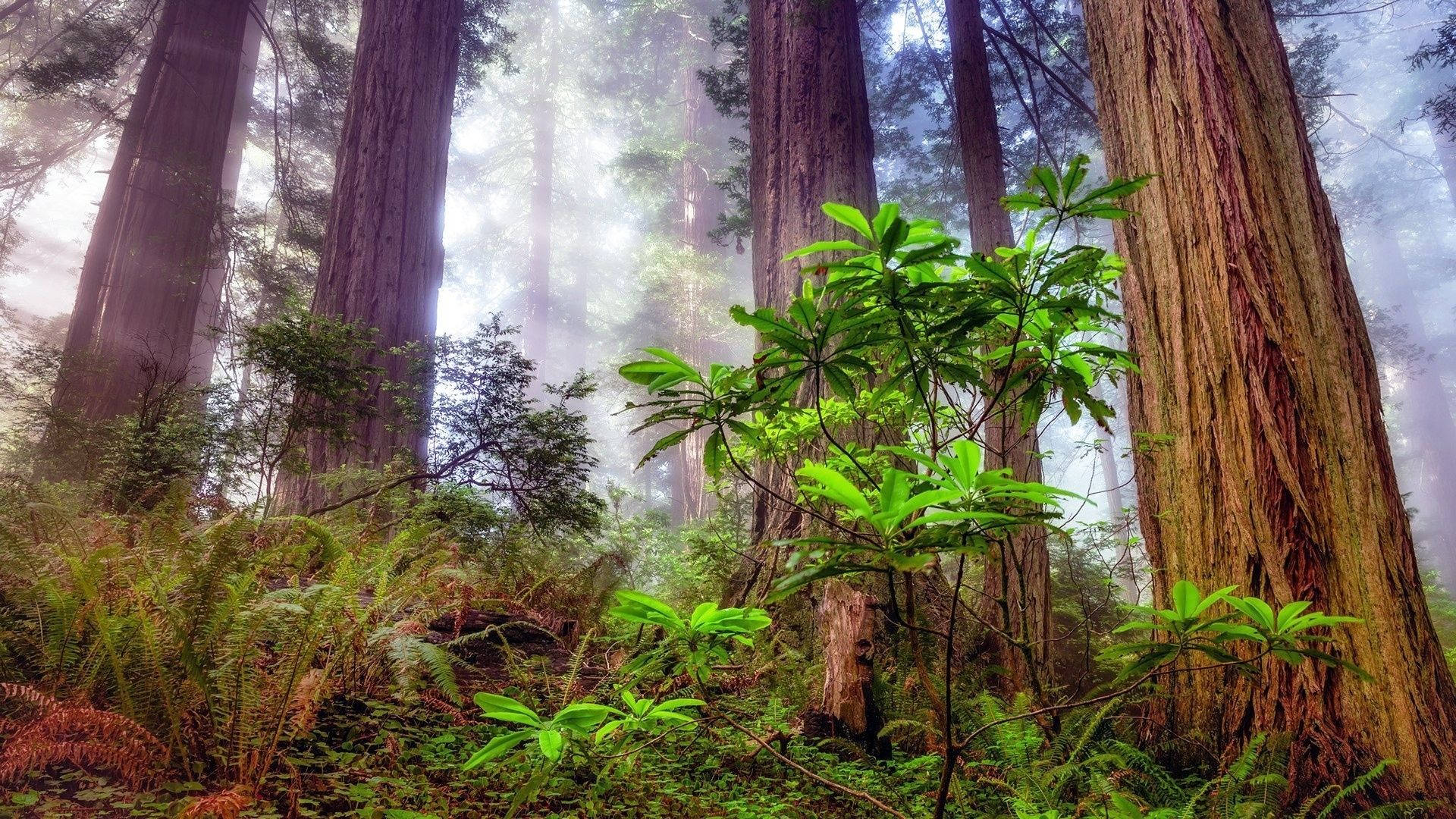 Plants Found In The Redwood Forest Background