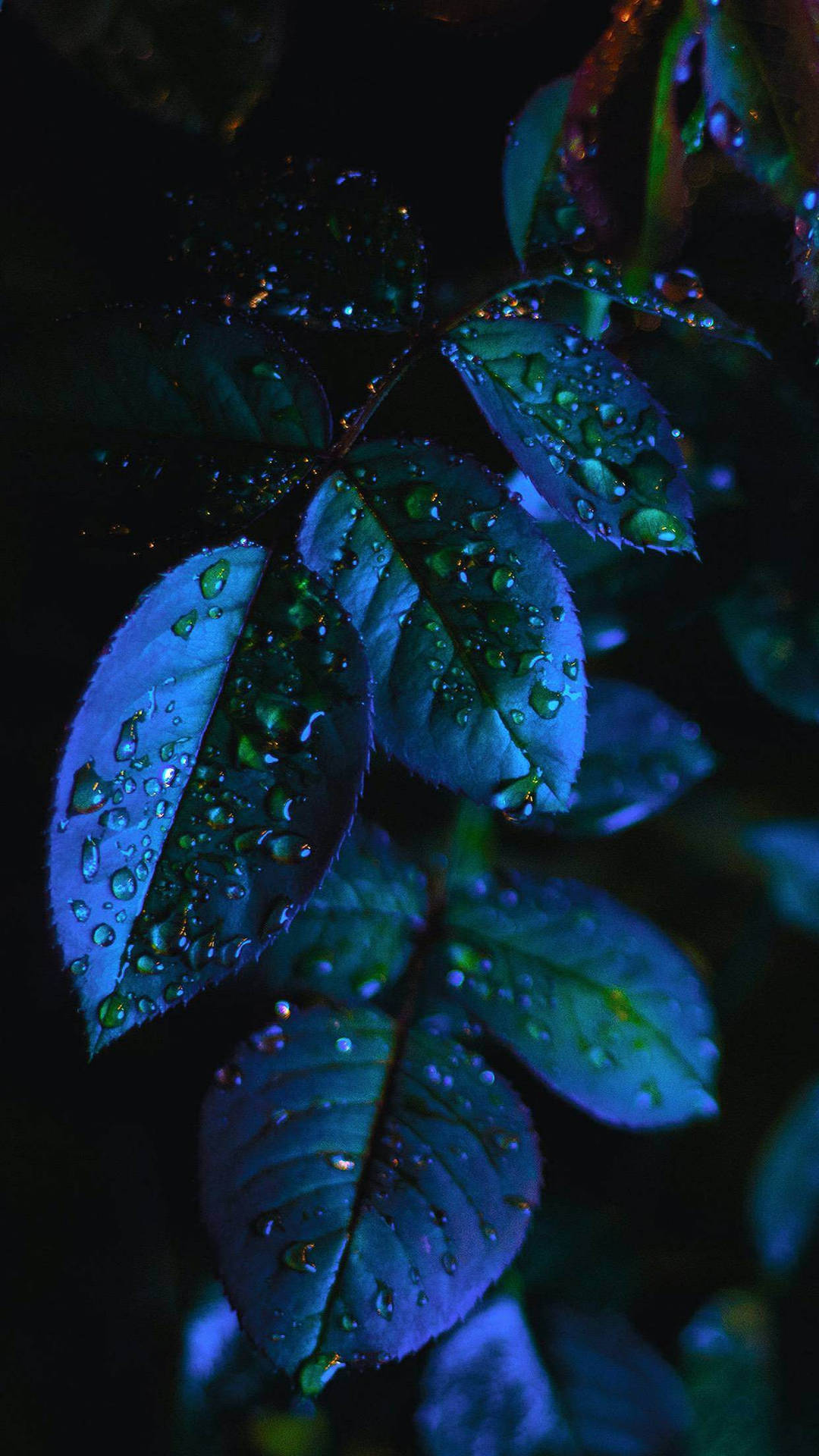 Plants Iphone Blue Aesthetic Background