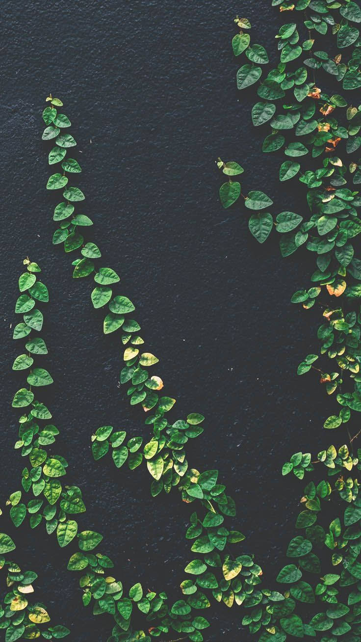 Plants Iphone Green Wall Background