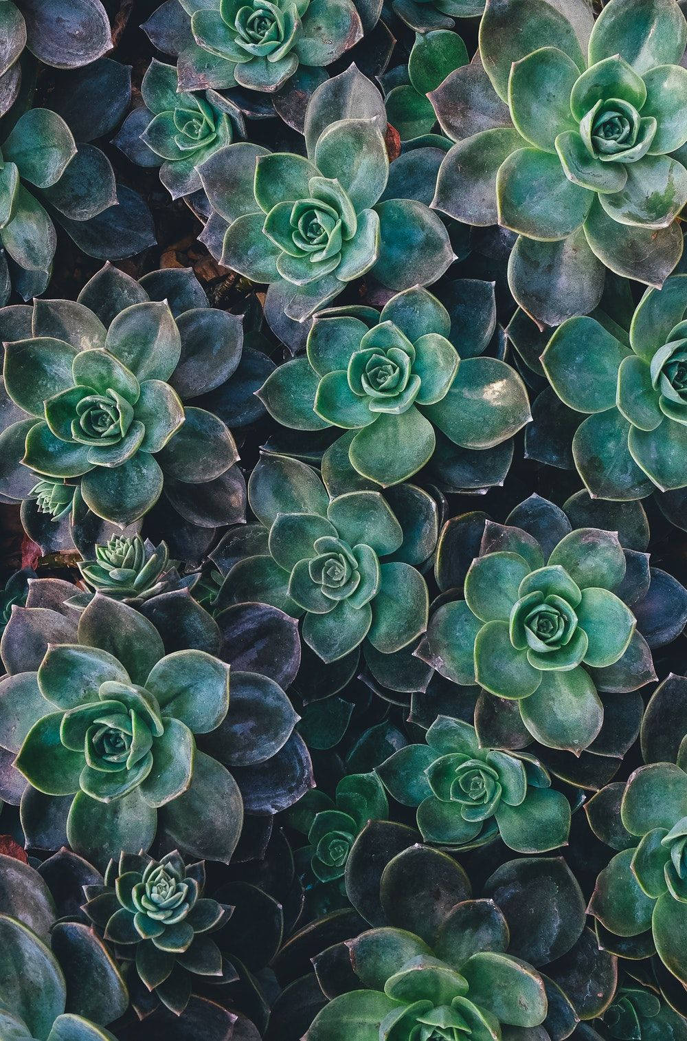 Plants Iphone Succulents Background