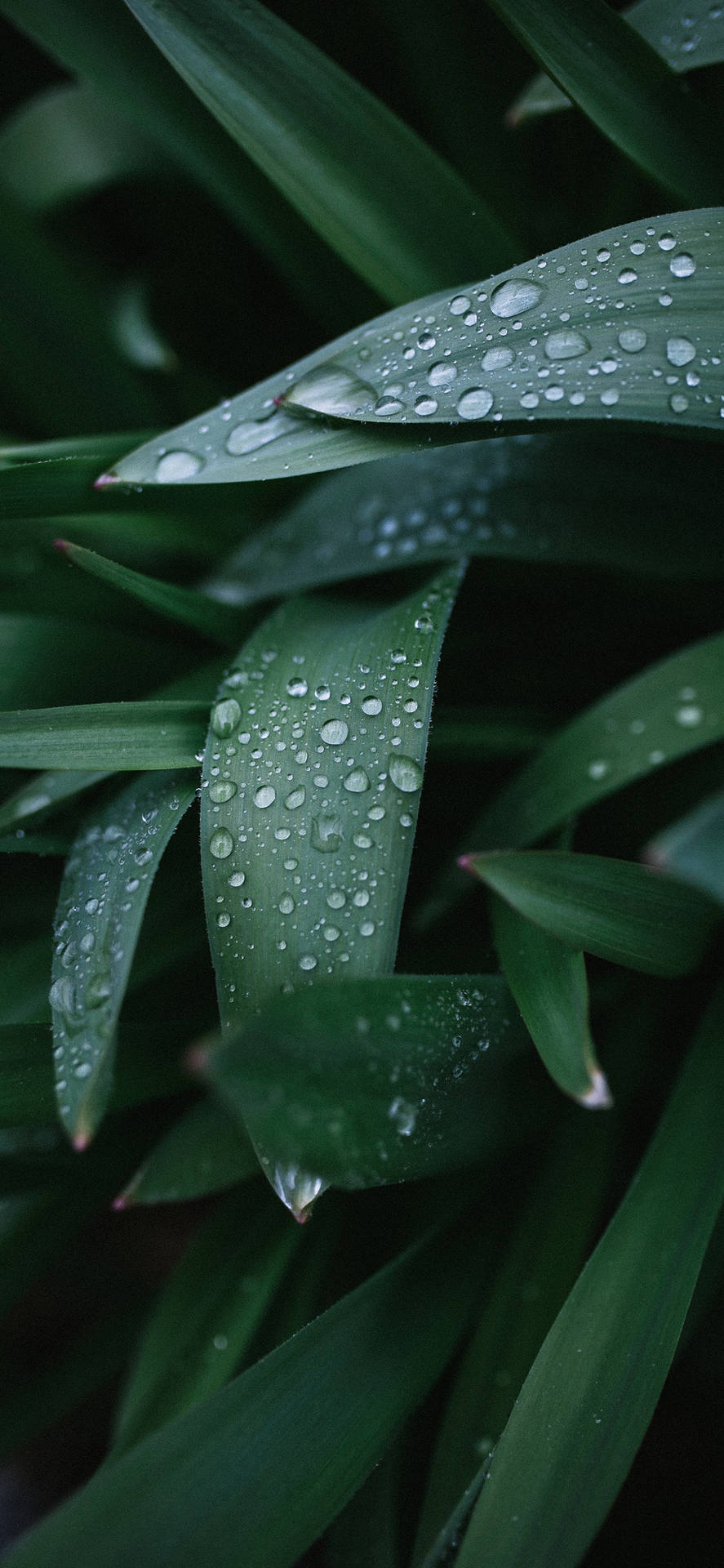 Plants Leaves Dew Drops Macro