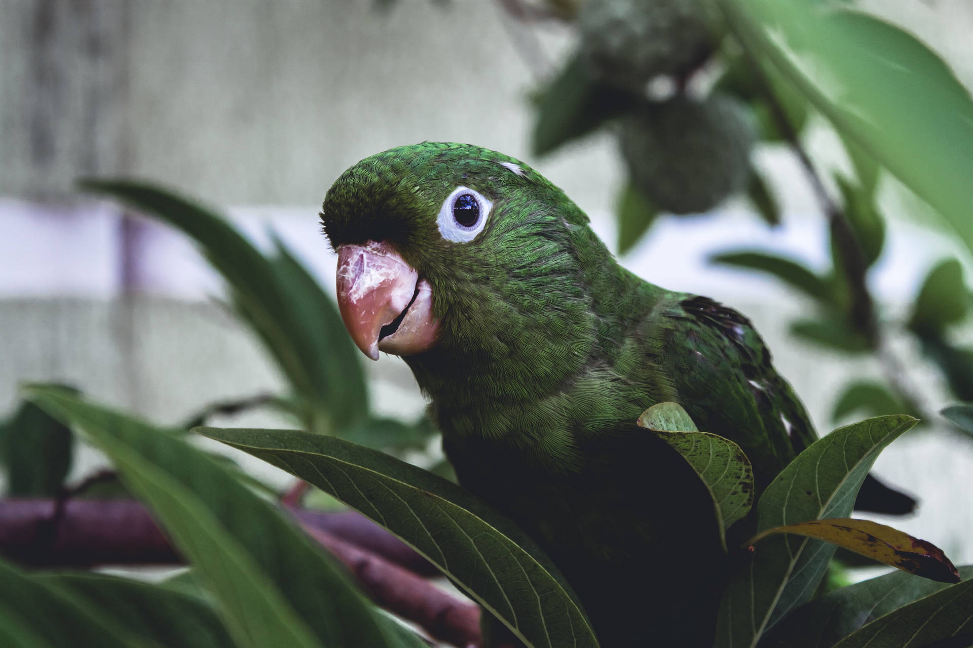 Plants With Green Parrot Hd