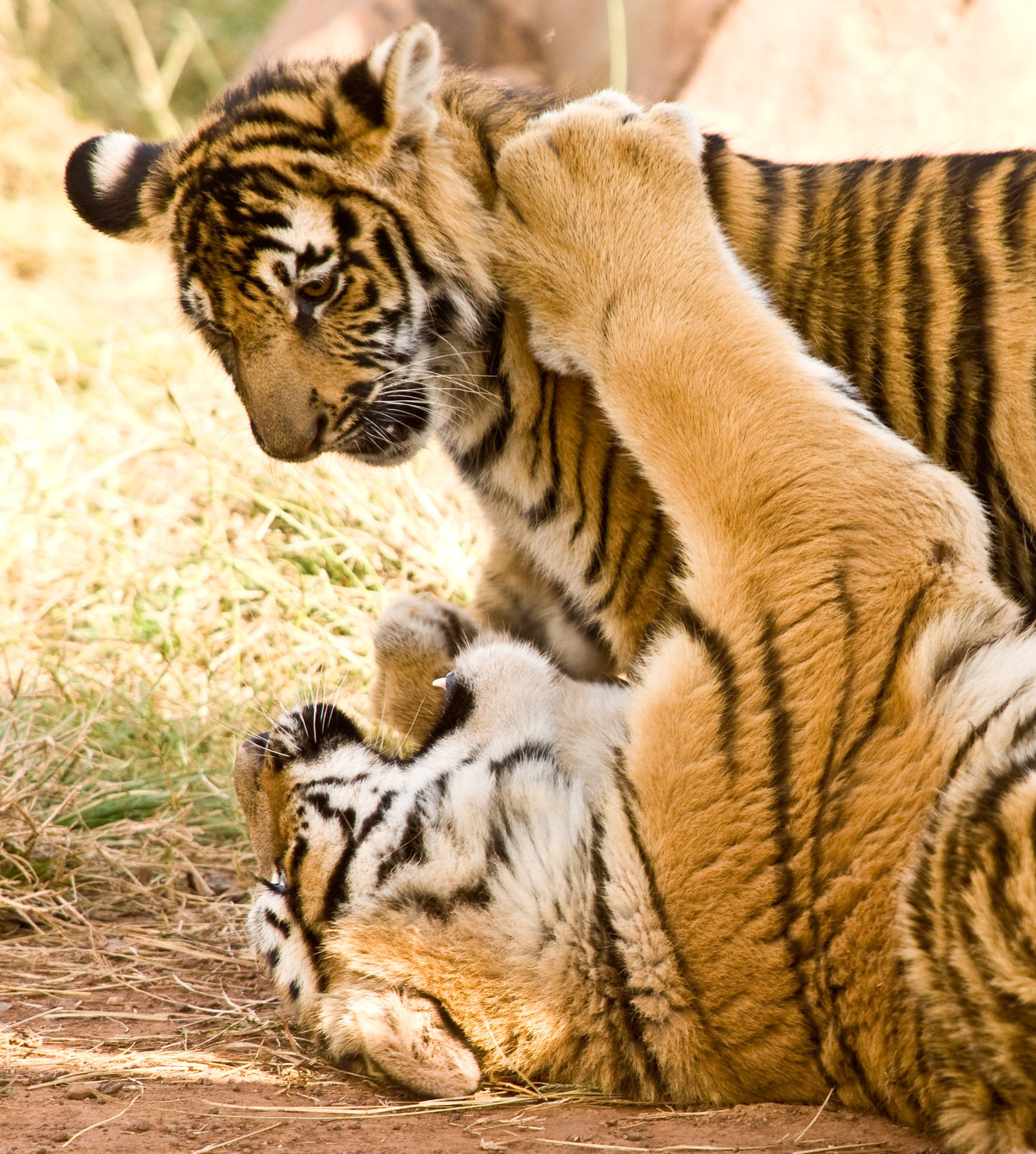 Play Fighting Tiger Iphone Background
