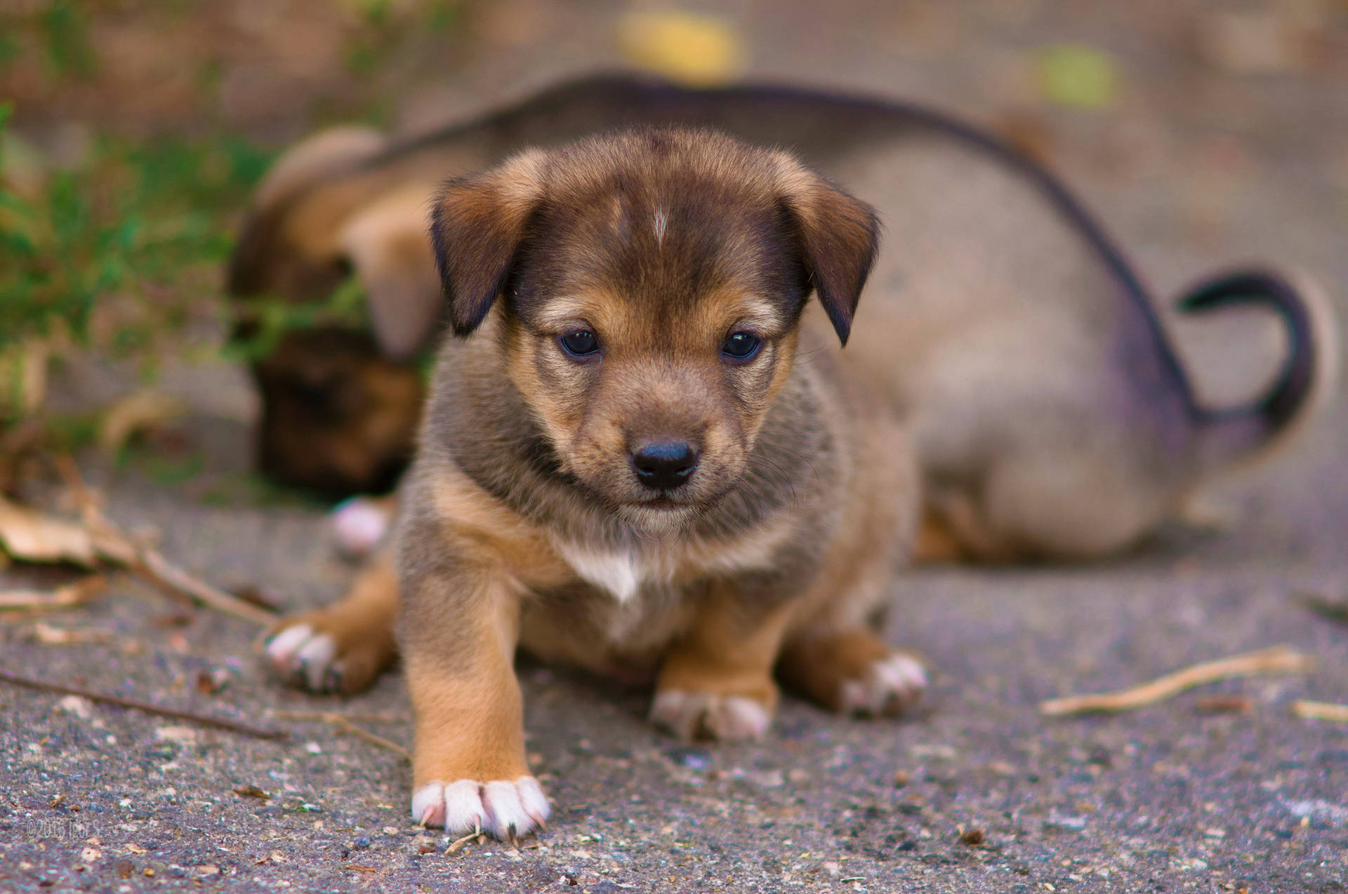 Playful Adorable Puppy In A Garden Background