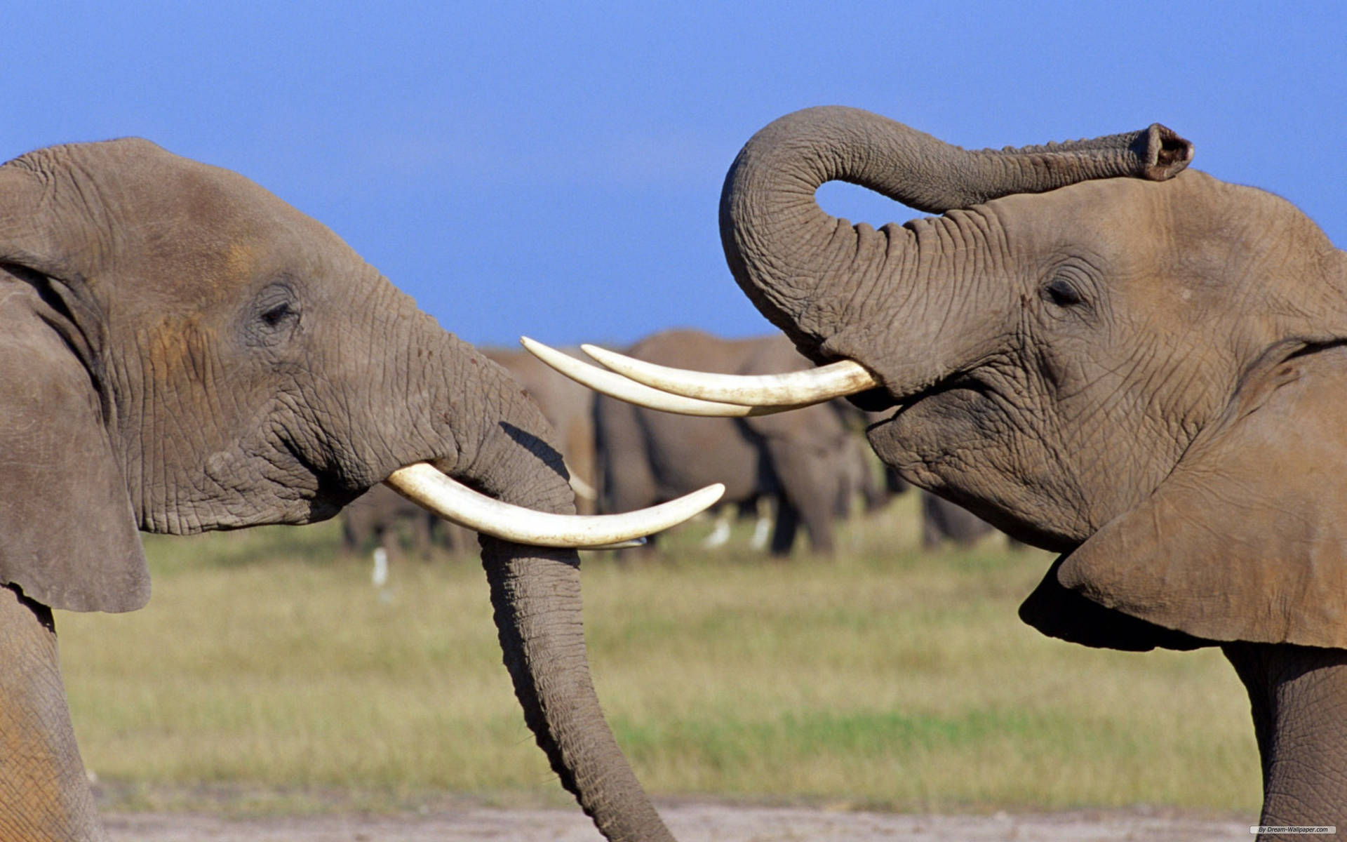 Playful African Elephant Background