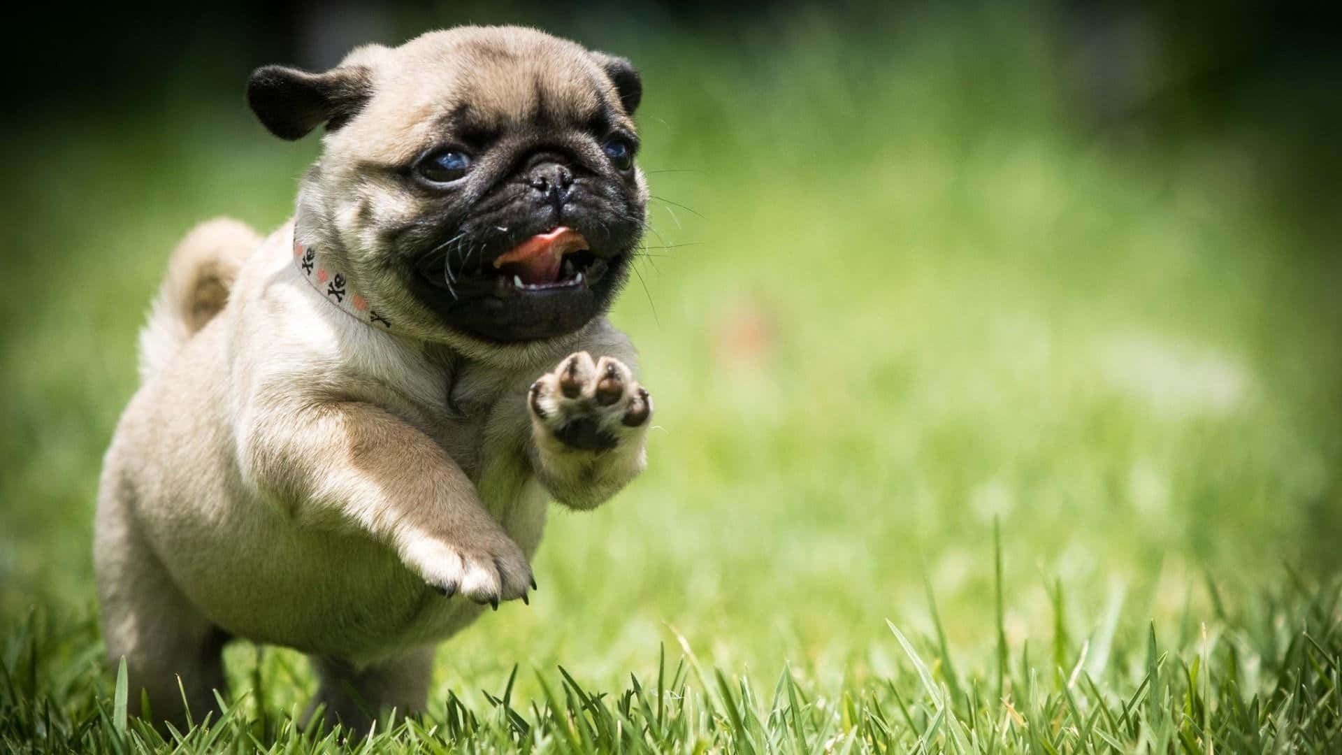 Playful And Cute Pug Dog