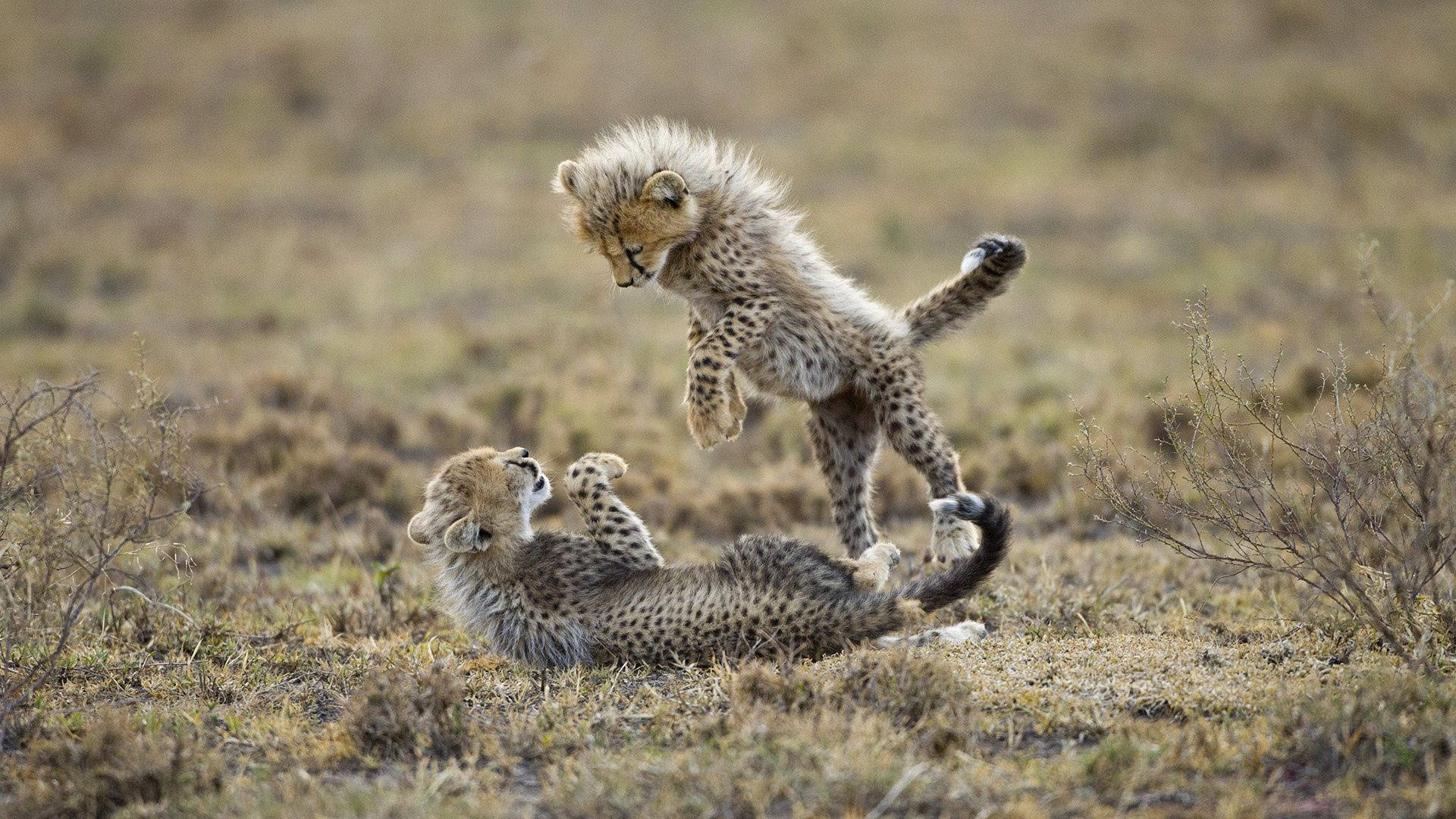 Playful Baby Cheetahs Background