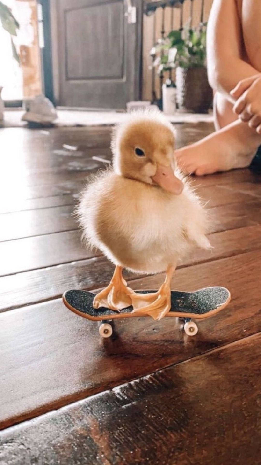 Playful Baby Duck Learns To Ice Skate Background